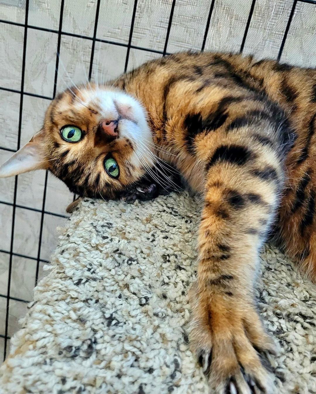 Random cuteness… meet the newest addition to the FKC family. Tiger the bangle! He can really use some extra love and attention. If you’d like to spend some time with Tiger on a weekly basis please fill out a volunteer application on our website! 
.
.
.
.
<a target='_blank' href='https://www.instagram.com/explore/tags/fatkittycity/'>#fatkittycity</a> <a target='_blank' href='https://www.instagram.com/explore/tags/sanctuarylife/'>#sanctuarylife</a> <a target='_blank' href='https://www.instagram.com/explore/tags/gato/'>#gato</a> <a target='_blank' href='https://www.instagram.com/explore/tags/kitty/'>#kitty</a> <a target='_blank' href='https://www.instagram.com/explore/tags/fatkittycitysanctuary/'>#fatkittycitysanctuary</a> <a target='_blank' href='https://www.instagram.com/explore/tags/rescuecatsofinstagram/'>#rescuecatsofinstagram</a> <a target='_blank' href='https://www.instagram.com/explore/tags/catlovers/'>#catlovers</a> <a target='_blank' href='https://www.instagram.com/explore/tags/rescuecatsrule/'>#rescuecatsrule</a> <a target='_blank' href='https://www.instagram.com/explore/tags/catsfollowers/'>#catsfollowers</a> <a target='_blank' href='https://www.instagram.com/explore/tags/instacatgram/'>#instacatgram</a> <a target='_blank' href='https://www.instagram.com/explore/tags/rescuecat/'>#rescuecat</a> <a target='_blank' href='https://www.instagram.com/explore/tags/adoptcats/'>#adoptcats</a> <a target='_blank' href='https://www.instagram.com/explore/tags/kedi/'>#kedi</a> <a target='_blank' href='https://www.instagram.com/explore/tags/kotek/'>#kotek</a> <a target='_blank' href='https://www.instagram.com/explore/tags/petlover/'>#petlover</a> <a target='_blank' href='https://www.instagram.com/explore/tags/beautifulcat/'>#beautifulcat</a> <a target='_blank' href='https://www.instagram.com/explore/tags/meowmeow/'>#meowmeow</a> <a target='_blank' href='https://www.instagram.com/explore/tags/foreverhome/'>#foreverhome</a> <a target='_blank' href='https://www.instagram.com/explore/tags/rescuekitties/'>#rescuekitties</a> <a target='_blank' href='https://www.instagram.com/explore/tags/eldoradohillscats/'>#eldoradohillscats</a> <a target='_blank' href='https://www.instagram.com/explore/tags/bengalcat/'>#bengalcat</a> <a target='_blank' href='https://www.instagram.com/explore/tags/bengals/'>#bengals</a> <a target='_blank' href='https://www.instagram.com/explore/tags/catsanctuary/'>#catsanctuary</a>