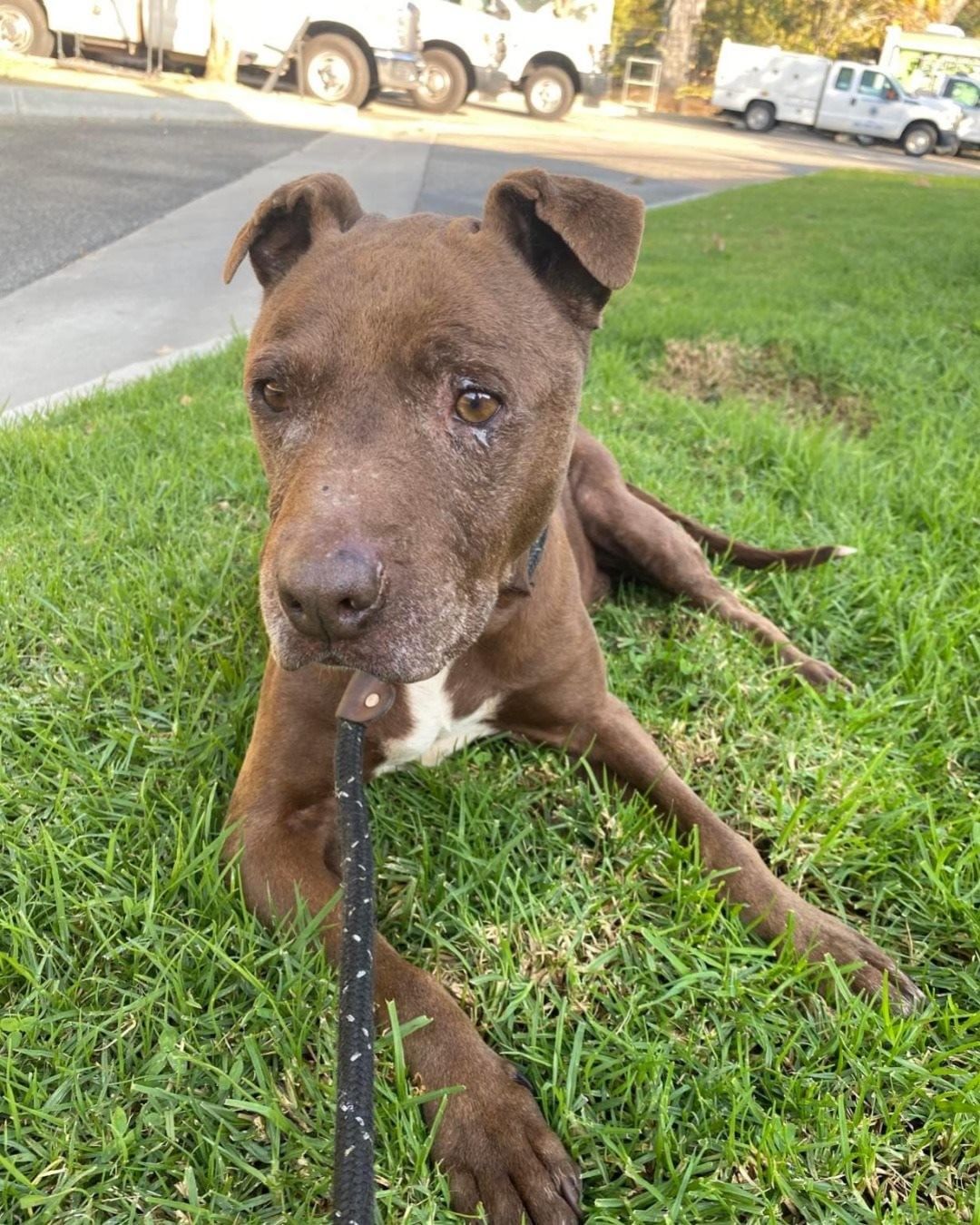 If you look up serene in the dictionary, Olive (AID <a target='_blank' href='https://www.instagram.com/explore/tags/A666042/'>#A666042</a>) would be the definition. She is a quiet, 10 year old girl that would love nothing more than a stroll in the park and laying down at your feet. She has a sense of calmness about her and resembles a wise, experienced mentor that dishes out life advice. If you're looking for a relaxed friend or know someone who she'll be a great fit with, please apply at adopets.com or email petadopt@longbeach.gov to make an appointment to meet Olive!