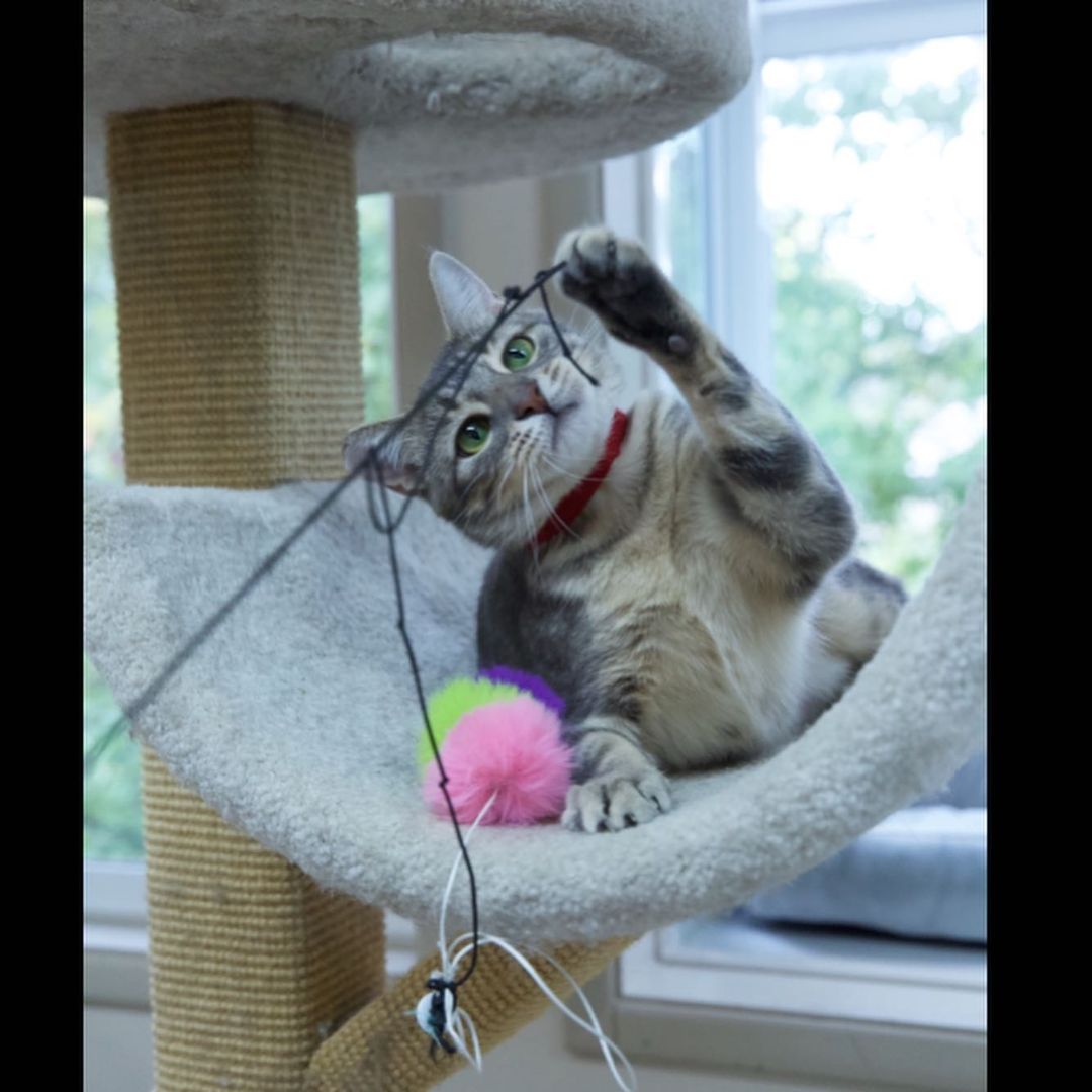 Not Arcadia and Astoria playing “Who’s Cuter?” 👀😻🥰 

These two sweeties were getting inconsistent care and were given to a neighbor who brought them to us. As you can tell, they are living the good life now! They love playing and cuddling, but as with most kitties who find themselves in a shelter, new things can be a little scary. They will need a home with patient humans who can care from them both, but with the laughs and snuggles they’ll bring you, why wouldn’t you want both of them?! 💕

For more info, email adopt.cat@animalaidpdx.org 🐾
.
.
.
.
<a target='_blank' href='https://www.instagram.com/explore/tags/caturday/'>#caturday</a>  <a target='_blank' href='https://www.instagram.com/explore/tags/instacat/'>#instacat</a> <a target='_blank' href='https://www.instagram.com/explore/tags/catsofinstagram/'>#catsofinstagram</a> <a target='_blank' href='https://www.instagram.com/explore/tags/catoftheday/'>#catoftheday</a> <a target='_blank' href='https://www.instagram.com/explore/tags/igcat/'>#igcat</a> <a target='_blank' href='https://www.instagram.com/explore/tags/rescuecat/'>#rescuecat</a> <a target='_blank' href='https://www.instagram.com/explore/tags/rescuecatsofinstagram/'>#rescuecatsofinstagram</a> <a target='_blank' href='https://www.instagram.com/explore/tags/cat/'>#cat</a> <a target='_blank' href='https://www.instagram.com/explore/tags/cats/'>#cats</a> <a target='_blank' href='https://www.instagram.com/explore/tags/rescuepets/'>#rescuepets</a> <a target='_blank' href='https://www.instagram.com/explore/tags/instapet/'>#instapet</a> <a target='_blank' href='https://www.instagram.com/explore/tags/igpets/'>#igpets</a> <a target='_blank' href='https://www.instagram.com/explore/tags/petsofinstagram/'>#petsofinstagram</a> <a target='_blank' href='https://www.instagram.com/explore/tags/kitty/'>#kitty</a> <a target='_blank' href='https://www.instagram.com/explore/tags/kittylove/'>#kittylove</a> <a target='_blank' href='https://www.instagram.com/explore/tags/animalrescue/'>#animalrescue</a> <a target='_blank' href='https://www.instagram.com/explore/tags/adoptdontshop/'>#adoptdontshop</a> <a target='_blank' href='https://www.instagram.com/explore/tags/goodkitty/'>#goodkitty</a> <a target='_blank' href='https://www.instagram.com/explore/tags/pnwcats/'>#pnwcats</a> <a target='_blank' href='https://www.instagram.com/explore/tags/pnwpets/'>#pnwpets</a> <a target='_blank' href='https://www.instagram.com/explore/tags/pdxcat/'>#pdxcat</a> <a target='_blank' href='https://www.instagram.com/explore/tags/pdxpets/'>#pdxpets</a> <a target='_blank' href='https://www.instagram.com/explore/tags/pdxadopt/'>#pdxadopt</a> <a target='_blank' href='https://www.instagram.com/explore/tags/pdx/'>#pdx</a> <a target='_blank' href='https://www.instagram.com/explore/tags/portlandia/'>#portlandia</a> <a target='_blank' href='https://www.instagram.com/explore/tags/igaddict/'>#igaddict</a> <a target='_blank' href='https://www.instagram.com/explore/tags/instadaily/'>#instadaily</a> <a target='_blank' href='https://www.instagram.com/explore/tags/catsofig/'>#catsofig</a>