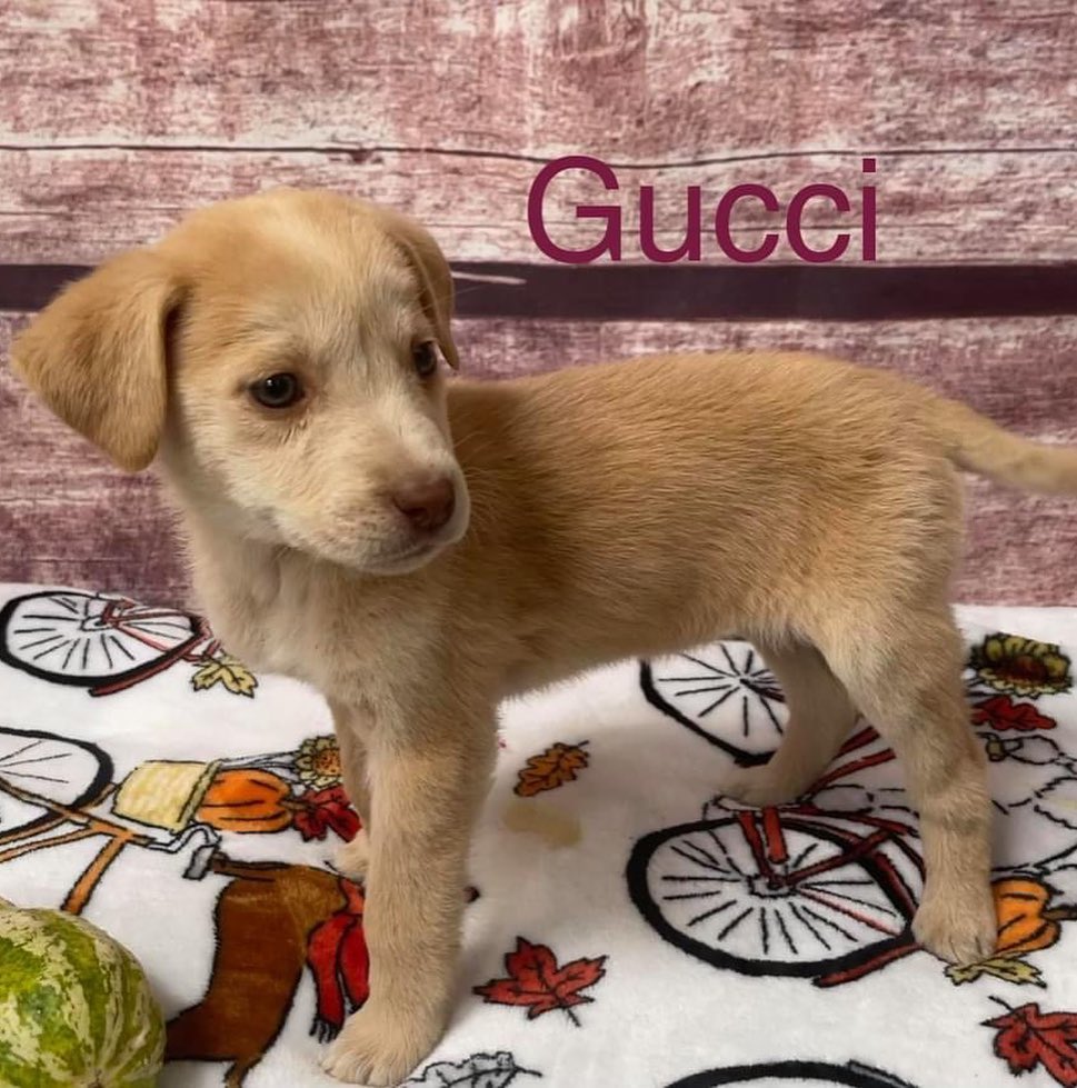 Have you ever wanted to own a designer product? Well here’s our twist! ”Designer” puppies ❤️ 

Our newest litter of puppies are named after famous designers and are here to steal your hearts 🥰 
 

<a target='_blank' href='https://www.instagram.com/explore/tags/cyprescue/'>#cyprescue</a> <a target='_blank' href='https://www.instagram.com/explore/tags/crossyourpaws/'>#crossyourpaws</a> <a target='_blank' href='https://www.instagram.com/explore/tags/crossyourpawsrescue/'>#crossyourpawsrescue</a> <a target='_blank' href='https://www.instagram.com/explore/tags/rescue/'>#rescue</a>  <a target='_blank' href='https://www.instagram.com/explore/tags/muttsofinstagram/'>#muttsofinstagram</a> <a target='_blank' href='https://www.instagram.com/explore/tags/dogsofinstagram/'>#dogsofinstagram</a> <a target='_blank' href='https://www.instagram.com/explore/tags/dogsofinsta/'>#dogsofinsta</a> <a target='_blank' href='https://www.instagram.com/explore/tags/instadog/'>#instadog</a> <a target='_blank' href='https://www.instagram.com/explore/tags/instagramdogs/'>#instagramdogs</a> <a target='_blank' href='https://www.instagram.com/explore/tags/rescuedogsofinstagram/'>#rescuedogsofinstagram</a> <a target='_blank' href='https://www.instagram.com/explore/tags/adoptdontshop/'>#adoptdontshop</a> <a target='_blank' href='https://www.instagram.com/explore/tags/dogsofpittsburgh/'>#dogsofpittsburgh</a> <a target='_blank' href='https://www.instagram.com/explore/tags/pittsburghdogs/'>#pittsburghdogs</a> <a target='_blank' href='https://www.instagram.com/explore/tags/rescuedog/'>#rescuedog</a> <a target='_blank' href='https://www.instagram.com/explore/tags/spayandneuter/'>#spayandneuter</a> <a target='_blank' href='https://www.instagram.com/explore/tags/fosteringsaveslives/'>#fosteringsaveslives</a> <a target='_blank' href='https://www.instagram.com/explore/tags/rescuedismyfavoritebreed/'>#rescuedismyfavoritebreed</a> <a target='_blank' href='https://www.instagram.com/explore/tags/puppiesofinstagram/'>#puppiesofinstagram</a> <a target='_blank' href='https://www.instagram.com/explore/tags/puppiesofinsta/'>#puppiesofinsta</a> <a target='_blank' href='https://www.instagram.com/explore/tags/puppiesofig/'>#puppiesofig</a> <a target='_blank' href='https://www.instagram.com/explore/tags/chanel/'>#chanel</a> <a target='_blank' href='https://www.instagram.com/explore/tags/coach/'>#coach</a> <a target='_blank' href='https://www.instagram.com/explore/tags/gucci/'>#gucci</a> <a target='_blank' href='https://www.instagram.com/explore/tags/armani/'>#armani</a> <a target='_blank' href='https://www.instagram.com/explore/tags/michaelkors/'>#michaelkors</a> <a target='_blank' href='https://www.instagram.com/explore/tags/dior/'>#dior</a> <a target='_blank' href='https://www.instagram.com/explore/tags/valentino/'>#valentino</a> <a target='_blank' href='https://www.instagram.com/explore/tags/designer/'>#designer</a> <a target='_blank' href='https://www.instagram.com/explore/tags/designerfashion/'>#designerfashion</a> <a target='_blank' href='https://www.instagram.com/explore/tags/designerdogs/'>#designerdogs</a>