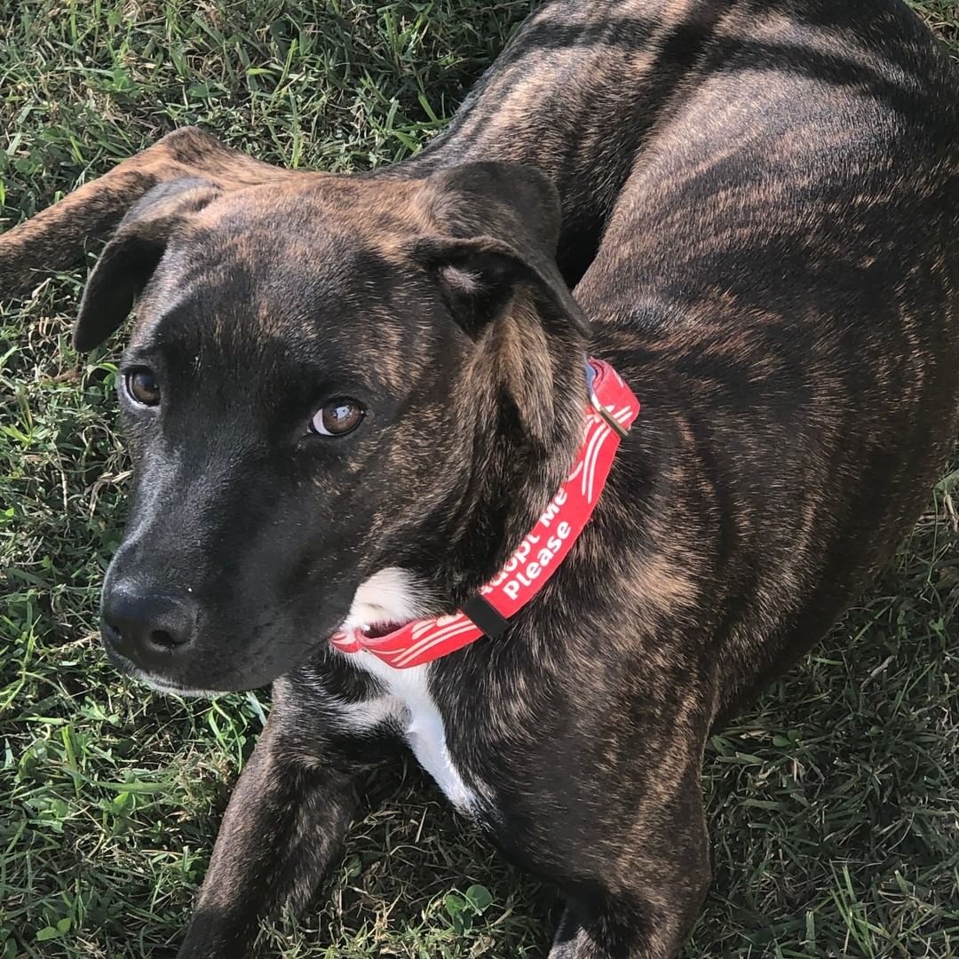 Stelllllla!!! (Sorry, we couldn't resist!) Stella, a house trained approx 6 month old, 25 lb Hound/Pit mix (best guess!), is a super sweet, gentle, and affectionate puppy who is all about the love.  It takes a little while for her to warm up to new people, but once she does, you'll have yourself a shadow. Stella has perfect indoor manners, only chews doggie related things, listens really well, is always up for snuggles, and loves to be with other dogs. She's not a fan of the crate or leash, so her owners will need to spend some time working with her.  Stella is microchipped, vaccinated, and being spayed by the rescue prior to the finalization of adoption. We don't know about cats.

To adopt, please submit an app:  http://www.olliesangelsanimalrescue.org/puppies-1

<a target='_blank' href='https://www.instagram.com/explore/tags/fureverfriends/'>#fureverfriends</a> <a target='_blank' href='https://www.instagram.com/explore/tags/olliesangelsanimalrescue/'>#olliesangelsanimalrescue</a> <a target='_blank' href='https://www.instagram.com/explore/tags/olliesangelsalum/'>#olliesangelsalum</a> <a target='_blank' href='https://www.instagram.com/explore/tags/rescuedogsofinstagram/'>#rescuedogsofinstagram</a> <a target='_blank' href='https://www.instagram.com/explore/tags/rescuedismyfavoritebreed/'>#rescuedismyfavoritebreed</a> <a target='_blank' href='https://www.instagram.com/explore/tags/rescuedismyfavouritebreed/'>#rescuedismyfavouritebreed</a> <a target='_blank' href='https://www.instagram.com/explore/tags/rescuedisthebestbreed/'>#rescuedisthebestbreed</a> <a target='_blank' href='https://www.instagram.com/explore/tags/rescuepup/'>#rescuepup</a> <a target='_blank' href='https://www.instagram.com/explore/tags/rescuepuppy/'>#rescuepuppy</a> <a target='_blank' href='https://www.instagram.com/explore/tags/rescuepups/'>#rescuepups</a> <a target='_blank' href='https://www.instagram.com/explore/tags/adopt/'>#adopt</a> <a target='_blank' href='https://www.instagram.com/explore/tags/adoptme/'>#adoptme</a> <a target='_blank' href='https://www.instagram.com/explore/tags/adoptdontshop/'>#adoptdontshop</a> <a target='_blank' href='https://www.instagram.com/explore/tags/adoptdontbuy/'>#adoptdontbuy</a> <a target='_blank' href='https://www.instagram.com/explore/tags/adoptdontshop/'>#adoptdontshop</a> <a target='_blank' href='https://www.instagram.com/explore/tags/adoptdogs/'>#adoptdogs</a> <a target='_blank' href='https://www.instagram.com/explore/tags/fosterpuppy/'>#fosterpuppy</a> <a target='_blank' href='https://www.instagram.com/explore/tags/fosterpuppies/'>#fosterpuppies</a> <a target='_blank' href='https://www.instagram.com/explore/tags/fosterpuppiesofinstagram/'>#fosterpuppiesofinstagram</a> <a target='_blank' href='https://www.instagram.com/explore/tags/fureverhome/'>#fureverhome</a> <a target='_blank' href='https://www.instagram.com/explore/tags/fureverfamily/'>#fureverfamily</a> <a target='_blank' href='https://www.instagram.com/explore/tags/fureverfriend/'>#fureverfriend</a> <a target='_blank' href='https://www.instagram.com/explore/tags/fureverfriends/'>#fureverfriends</a> <a target='_blank' href='https://www.instagram.com/explore/tags/rescuedog/'>#rescuedog</a> <a target='_blank' href='https://www.instagram.com/explore/tags/rescuedogsrock/'>#rescuedogsrock</a> <a target='_blank' href='https://www.instagram.com/explore/tags/rescuedogsofinstagram/'>#rescuedogsofinstagram</a> <a target='_blank' href='https://www.instagram.com/explore/tags/rescuedog/'>#rescuedog</a> <a target='_blank' href='https://www.instagram.com/explore/tags/muttsofinstagram/'>#muttsofinstagram</a> <a target='_blank' href='https://www.instagram.com/explore/tags/muttsrock/'>#muttsrock</a> <a target='_blank' href='https://www.instagram.com/explore/tags/rescuepuppies/'>#rescuepuppies</a>