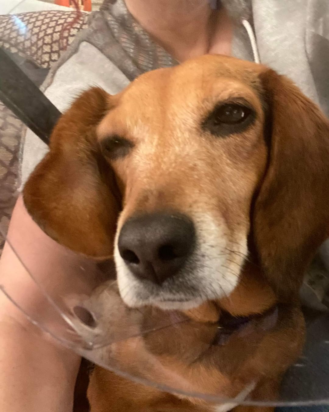 Paisley the Pathetic, a study in beagle-tude & maximum drama... 🤔🤦🤦🤷🤣

<a target='_blank' href='https://www.instagram.com/explore/tags/beaglesofinstagram/'>#beaglesofinstagram</a>, <a target='_blank' href='https://www.instagram.com/explore/tags/beagletude/'>#beagletude</a>, <a target='_blank' href='https://www.instagram.com/explore/tags/spayandneuter/'>#spayandneuter</a>, <a target='_blank' href='https://www.instagram.com/explore/tags/coneofshame/'>#coneofshame</a>, <a target='_blank' href='https://www.instagram.com/explore/tags/adoptme/'>#adoptme</a>, <a target='_blank' href='https://www.instagram.com/explore/tags/heartwormpositivesucks/'>#heartwormpositivesucks</a>