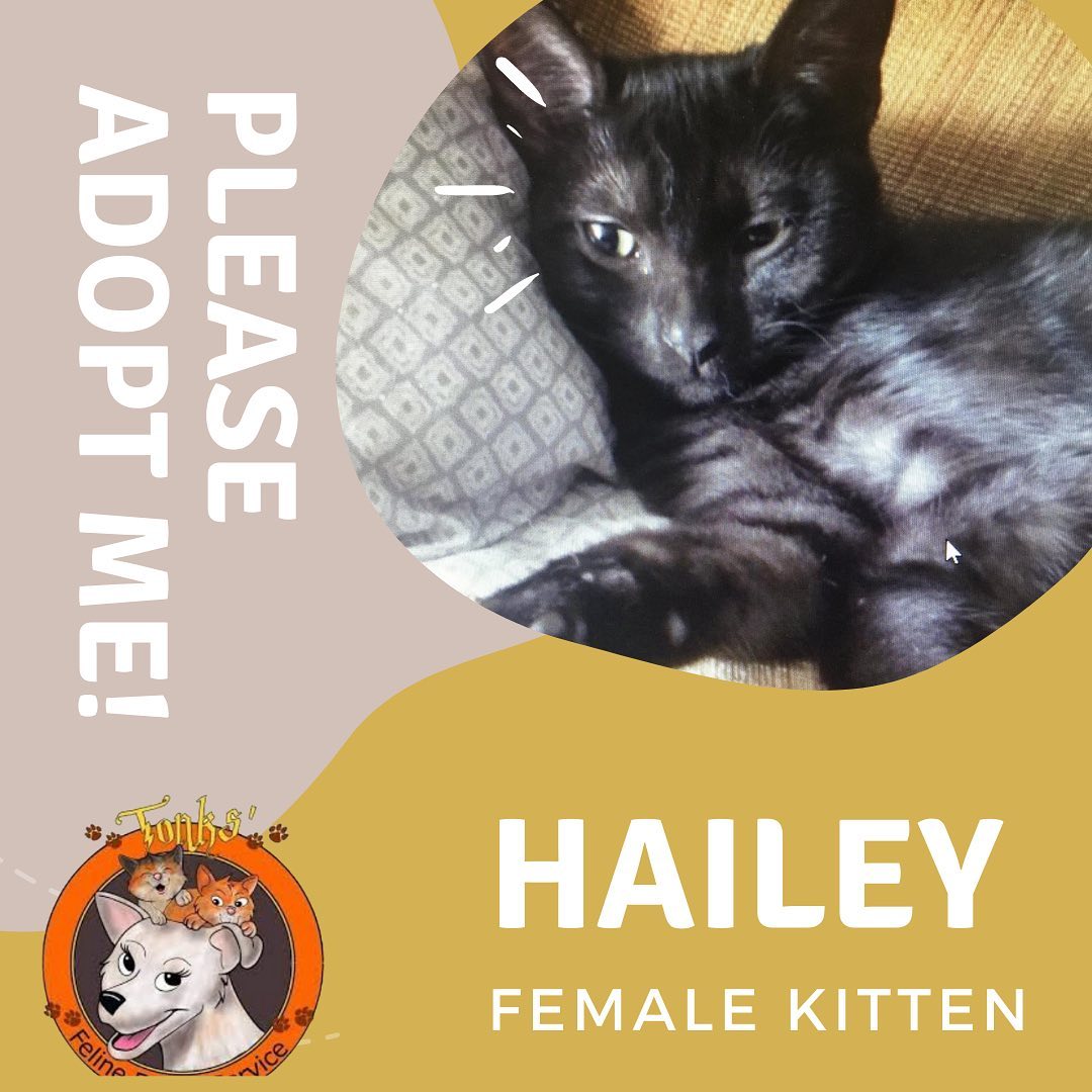Looking to adopt? Know anyone thinking about a great addition to their family? 😍🙏 Please come meet all these adoptable kitties (and many more!) this Saturday at our adoption event at Pet Supplies Plus in Huntington Beach (5912 Edinger Ave) from 11 AM - 4 PM. 

If you are in the area, and are looking to open your heart and home, please come by and see us and meet all these precious babes looking for their furever homes ❤️ even if you aren’t able to adopt at the moment please share this post or consider fostering! We appreciate you all 💕

<a target='_blank' href='https://www.instagram.com/explore/tags/catlife/'>#catlife</a> <a target='_blank' href='https://www.instagram.com/explore/tags/catprobs/'>#catprobs</a> <a target='_blank' href='https://www.instagram.com/explore/tags/rescuecat/'>#rescuecat</a> <a target='_blank' href='https://www.instagram.com/explore/tags/rescuecatsrule/'>#rescuecatsrule</a> <a target='_blank' href='https://www.instagram.com/explore/tags/rescuecatsrock/'>#rescuecatsrock</a> <a target='_blank' href='https://www.instagram.com/explore/tags/chat/'>#chat</a> <a target='_blank' href='https://www.instagram.com/explore/tags/katze/'>#katze</a> <a target='_blank' href='https://www.instagram.com/explore/tags/neko/'>#neko</a> <a target='_blank' href='https://www.instagram.com/explore/tags/rescuedandloved/'>#rescuedandloved</a> <a target='_blank' href='https://www.instagram.com/explore/tags/adoptdontshop/'>#adoptdontshop</a> <a target='_blank' href='https://www.instagram.com/explore/tags/catstagram/'>#catstagram</a> <a target='_blank' href='https://www.instagram.com/explore/tags/catsofinstagram/'>#catsofinstagram</a> <a target='_blank' href='https://www.instagram.com/explore/tags/instacat/'>#instacat</a> <a target='_blank' href='https://www.instagram.com/explore/tags/coolcats/'>#coolcats</a> <a target='_blank' href='https://www.instagram.com/explore/tags/tonksfelinefoster/'>#tonksfelinefoster</a> <a target='_blank' href='https://www.instagram.com/explore/tags/gardengrove/'>#gardengrove</a> <a target='_blank' href='https://www.instagram.com/explore/tags/orangecounty/'>#orangecounty</a> <a target='_blank' href='https://www.instagram.com/explore/tags/lacounty/'>#lacounty</a> <a target='_blank' href='https://www.instagram.com/explore/tags/rescueanimals/'>#rescueanimals</a>