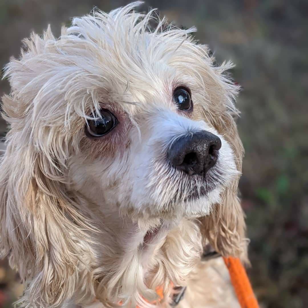 Did you know that November is National Adopt a Senior Pet month? Panko is a sweet senior (estimated to be between 7 - 10 years old) Miniature Poodle mix who we transferred in from our friends at @adoptable_dogs_of_vbac last month. Like most senior animals, Panko has some additional medical needs, but he doesn't let anything slow him down! Panko is as sweet and spunky as ever, and simply awaits a family who is willing to provide the care he needs in his golden years. ✨