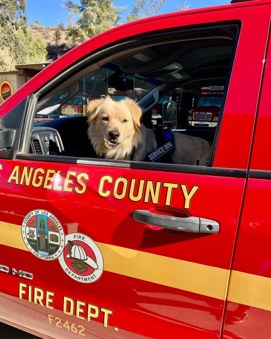 When we first rescued Walter, he was on his way into the shelter in a basket. Our team intervened as we knew he was destined for a better life, but we never imagined this…… Last week Walter was placed as a certified PFL service dog with the Los Angeles County Fire Department, Fire Crew <a target='_blank' href='https://www.instagram.com/explore/tags/12/'>#12</a>.

Thanks to the hard work of our incarcerated trainers at Mule Creek State Prison, and our outstanding trainer Cherie, Walter received specialized training to relieve stress and provide comfort to firefighters on the front lines. Battling wildfires can take an emotional and physical toll on firefighters, but Walter has come to the rescue. 

As the firefighters were being trained to navigate their new service dog, Walter demonstrated his skills performing over 30 commands flawlessly.

Paws For Life K9 Rescue is proud to offer this amazing resource to the County of Los Angeles and continue to find innovative ways to impact the lives of first
responders and the community at large. 

Drop a ❤️ in the comments if you love Walter! 

<a target='_blank' href='https://www.instagram.com/explore/tags/savinglivesoneverylevel/'>#savinglivesoneverylevel</a>
<a target='_blank' href='https://www.instagram.com/explore/tags/servicedog/'>#servicedog</a> <a target='_blank' href='https://www.instagram.com/explore/tags/firedog/'>#firedog</a> <a target='_blank' href='https://www.instagram.com/explore/tags/ladogrescue/'>#ladogrescue</a> <a target='_blank' href='https://www.instagram.com/explore/tags/lafirecamp/'>#lafirecamp</a> <a target='_blank' href='https://www.instagram.com/explore/tags/shelterdogsofinstagram/'>#shelterdogsofinstagram</a> <a target='_blank' href='https://www.instagram.com/explore/tags/prisonreform/'>#prisonreform</a>