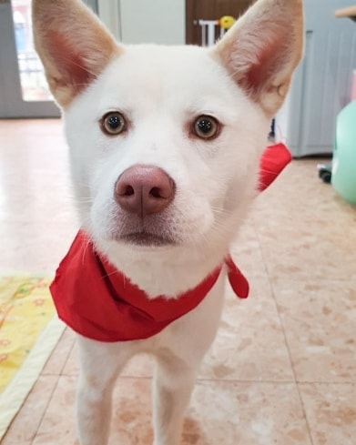 IN SEARCH OF FOREVER HOME 🏘️💕 

Sweet little Heeyoung is a 8 month old Jindo mix weighing 12kg/25lb who was rescued from a man who raised dogs to sell to the meat trade. It became a common occurrence for the owner to get drunk and beat the dog's, and neighbors often complained of hearing the wails and cries of the dog when he did. 

One day, a neighbor found Heeyoung with an obvious broken leg and reported it to our rescue volunteers, who negotiated with the owner to allow them to bring Heeyoung to the vet for treatment.

Luckily, Heeyoung was young and managed to make a full recovery. Although her owner demanded her back, our rescuers stood firm and told him he would be reported for animal abuse. As a result, he agreed to surrender Heeyoung.

Despite a horrible ordeal, Heeyoung is forgiving and still trusting of humans. She is currently staying at our partner boarding house where she is a popular girl and wins everyone over with her sweet, gentle, and obidient nature. 

To apply or learn more: 
https://www.freekoreandogs.org/adopt/heeyoung/ 
.
.
.
.
.
.
.
.
.
.
.
.
<a target='_blank' href='https://www.instagram.com/explore/tags/freekoreandogs/'>#freekoreandogs</a> <a target='_blank' href='https://www.instagram.com/explore/tags/adoptdontshop/'>#adoptdontshop</a> <a target='_blank' href='https://www.instagram.com/explore/tags/rescuedog/'>#rescuedog</a> <a target='_blank' href='https://www.instagram.com/explore/tags/rescuedogs/'>#rescuedogs</a> <a target='_blank' href='https://www.instagram.com/explore/tags/rescuedismyfavoritebreed/'>#rescuedismyfavoritebreed</a> <a target='_blank' href='https://www.instagram.com/explore/tags/rescuedogsofig/'>#rescuedogsofig</a> <a target='_blank' href='https://www.instagram.com/explore/tags/rescuedogsofinstagram/'>#rescuedogsofinstagram</a> <a target='_blank' href='https://www.instagram.com/explore/tags/adoptionsaveslives/'>#adoptionsaveslives</a> <a target='_blank' href='https://www.instagram.com/explore/tags/adoptme/'>#adoptme</a> <a target='_blank' href='https://www.instagram.com/explore/tags/adoptable/'>#adoptable</a> <a target='_blank' href='https://www.instagram.com/explore/tags/adoptables/'>#adoptables</a> <a target='_blank' href='https://www.instagram.com/explore/tags/dogadoption/'>#dogadoption</a> <a target='_blank' href='https://www.instagram.com/explore/tags/takemehome/'>#takemehome</a> <a target='_blank' href='https://www.instagram.com/explore/tags/dogrescue/'>#dogrescue</a>  <a target='_blank' href='https://www.instagram.com/explore/tags/fureverhome/'>#fureverhome</a> <a target='_blank' href='https://www.instagram.com/explore/tags/fureverfamily/'>#fureverfamily</a> <a target='_blank' href='https://www.instagram.com/explore/tags/lookingforahome/'>#lookingforahome</a> <a target='_blank' href='https://www.instagram.com/explore/tags/fureverhomeneeded/'>#fureverhomeneeded</a> <a target='_blank' href='https://www.instagram.com/explore/tags/dogadoption/'>#dogadoption</a> <a target='_blank' href='https://www.instagram.com/explore/tags/adoptionsaveslives/'>#adoptionsaveslives</a> <a target='_blank' href='https://www.instagram.com/explore/tags/koreanrescuedog/'>#koreanrescuedog</a> <a target='_blank' href='https://www.instagram.com/explore/tags/lookingforforeverhome/'>#lookingforforeverhome</a> <a target='_blank' href='https://www.instagram.com/explore/tags/jindo/'>#jindo</a> <a target='_blank' href='https://www.instagram.com/explore/tags/jindomix/'>#jindomix</a> <a target='_blank' href='https://www.instagram.com/explore/tags/koreanjindo/'>#koreanjindo</a> <a target='_blank' href='https://www.instagram.com/explore/tags/dogmeatsurvivor/'>#dogmeatsurvivor</a> <a target='_blank' href='https://www.instagram.com/explore/tags/dogmeattrade/'>#dogmeattrade</a> <a target='_blank' href='https://www.instagram.com/explore/tags/dogmeattradesurvivor/'>#dogmeattradesurvivor</a> <a target='_blank' href='https://www.instagram.com/explore/tags/EndTheDogMeatTrade/'>#EndTheDogMeatTrade</a> <a target='_blank' href='https://www.instagram.com/explore/tags/vancitydogs/'>#vancitydogs</a> <a target='_blank' href='https://www.instagram.com/explore/tags/torontodogs/'>#torontodogs</a> <a target='_blank' href='https://www.instagram.com/explore/tags/seattledogs/'>#seattledogs</a>