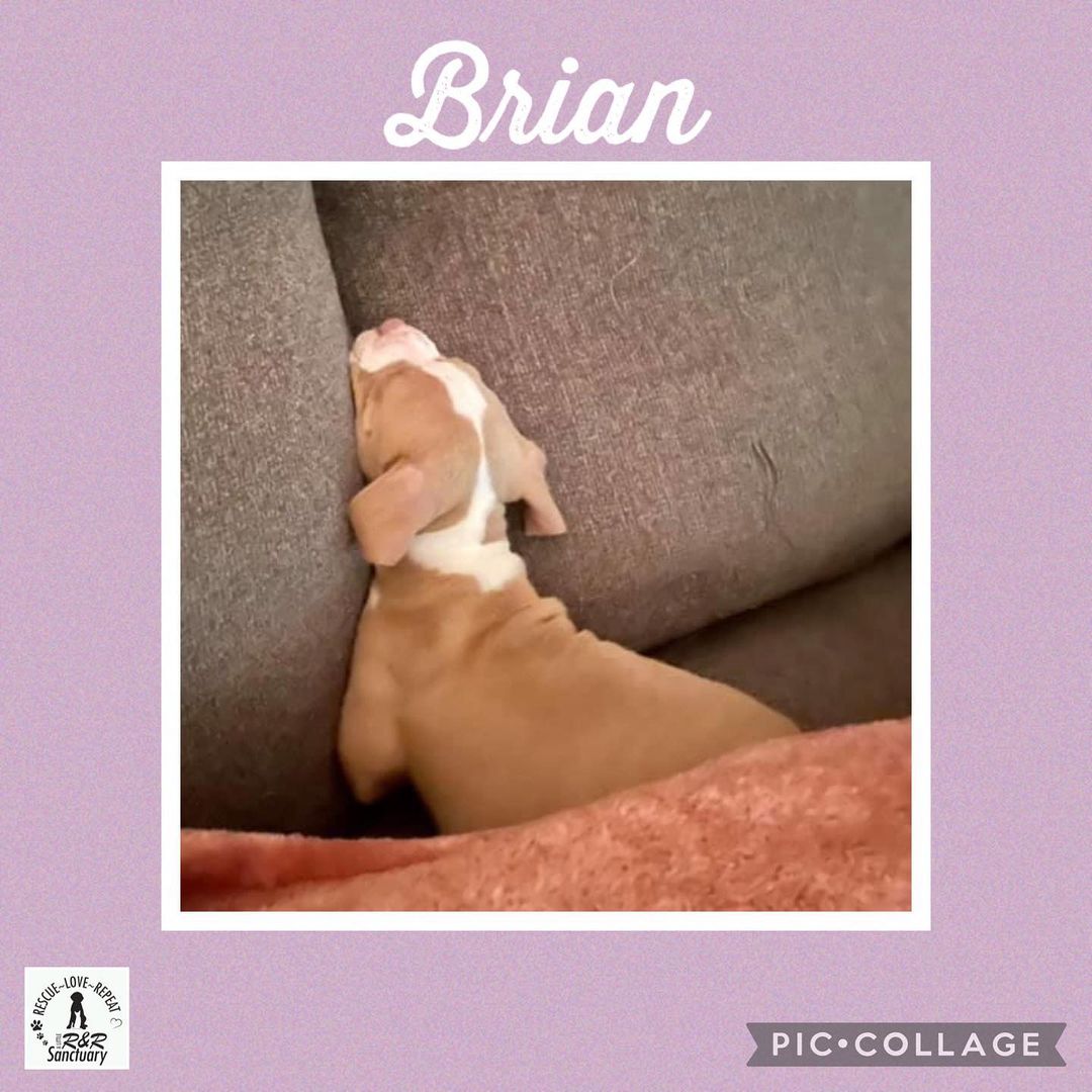 Brian is too tired to be excited about it being Friday! The Backstreet Boys will be available for adoption, you interested? DM for details or use the link in our bio to submit an adoption application.