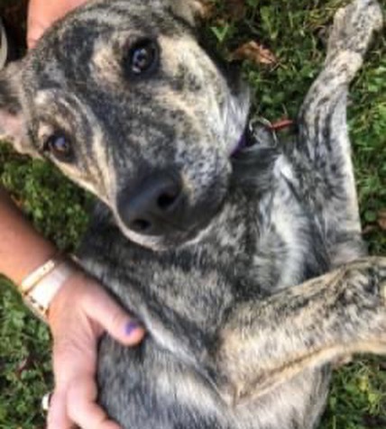 You don't want to miss our in-person adoption event on Saturday, November 13 from noon to 2 p.m. at @friendsoftoto in Pawtucket. Here are some of the pups that will be attending. Let's get these dogs home! <a target='_blank' href='https://www.instagram.com/explore/tags/pleaseshare/'>#pleaseshare</a> <a target='_blank' href='https://www.instagram.com/explore/tags/upforadoption/'>#upforadoption</a> <a target='_blank' href='https://www.instagram.com/explore/tags/adoptionevent/'>#adoptionevent</a> <a target='_blank' href='https://www.instagram.com/explore/tags/saturday/'>#saturday</a> <a target='_blank' href='https://www.instagram.com/explore/tags/local/'>#local</a> <a target='_blank' href='https://www.instagram.com/explore/tags/rhodeisland/'>#rhodeisland</a> <a target='_blank' href='https://www.instagram.com/explore/tags/adoptdontshop/'>#adoptdontshop</a>