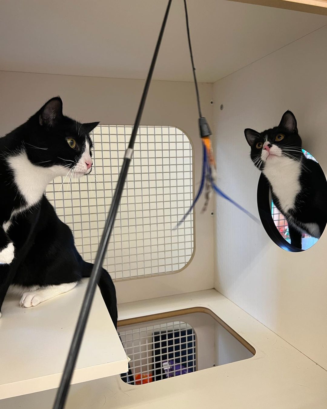 You need to stop what you are doing and go meet Tom and Jerry at Petco in Poulsbo. They are the cutest tuxedos. They are both playful and sweet as can be. 
Go to Petango.com or email: catadopt@pawsbink.org to inquire about adoptions. 
.
.
.
.
<a target='_blank' href='https://www.instagram.com/explore/tags/adoptdontshop/'>#adoptdontshop</a> <a target='_blank' href='https://www.instagram.com/explore/tags/petcolovepartner/'>#petcolovepartner</a> <a target='_blank' href='https://www.instagram.com/explore/tags/pawsbink/'>#pawsbink</a> <a target='_blank' href='https://www.instagram.com/explore/tags/adoptdontshop/'>#adoptdontshop</a> <a target='_blank' href='https://www.instagram.com/explore/tags/adoptacat/'>#adoptacat</a> <a target='_blank' href='https://www.instagram.com/explore/tags/tuxedocat/'>#tuxedocat</a> <a target='_blank' href='https://www.instagram.com/explore/tags/blackandwhitetuxedocat/'>#blackandwhitetuxedocat</a> <a target='_blank' href='https://www.instagram.com/explore/tags/tuxedocatsofinstagram/'>#tuxedocatsofinstagram</a> <a target='_blank' href='https://www.instagram.com/explore/tags/northkitsap/'>#northkitsap</a> <a target='_blank' href='https://www.instagram.com/explore/tags/poulsbowashington/'>#poulsbowashington</a> <a target='_blank' href='https://www.instagram.com/explore/tags/kingstonwashington/'>#kingstonwashington</a> <a target='_blank' href='https://www.instagram.com/explore/tags/bainbridgeisland/'>#bainbridgeisland</a>