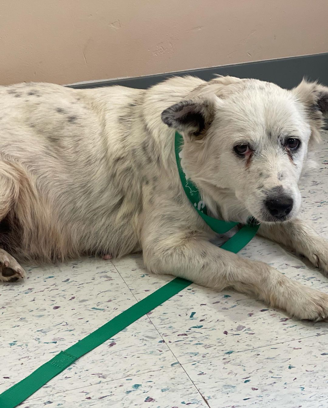 Meet <a target='_blank' href='https://www.instagram.com/explore/tags/Sugar/'>#Sugar</a> this sweet girl came to us from a local shelter. We were told she was pregnant and that the vet at the shelter had run blood work and she is diabetic. 

We took her straight to our friends at @vca Sunset Animal Medical Center where the staff took amazing care of her for a few days while we tried to get her blood sugars under control. We are in desperate need of canned chicken breast. @costco has 6 big cans for 9.99. She eats 2 cans a day 😳 we need your help! Her insulin is around $80 a months and her special diabetic food from the vet is about the same! We are desperately trying to save her and her babies! We can use all the prayers and love you can send our way! 

www.fostersandpaws.org/support

<a target='_blank' href='https://www.instagram.com/explore/tags/donation/'>#donation</a> <a target='_blank' href='https://www.instagram.com/explore/tags/charity/'>#charity</a> <a target='_blank' href='https://www.instagram.com/explore/tags/donate/'>#donate</a> <a target='_blank' href='https://www.instagram.com/explore/tags/help/'>#help</a> <a target='_blank' href='https://www.instagram.com/explore/tags/support/'>#support</a> <a target='_blank' href='https://www.instagram.com/explore/tags/nonprofit/'>#nonprofit</a> <a target='_blank' href='https://www.instagram.com/explore/tags/love/'>#love</a> <a target='_blank' href='https://www.instagram.com/explore/tags/community/'>#community</a> <a target='_blank' href='https://www.instagram.com/explore/tags/fundraising/'>#fundraising</a> <a target='_blank' href='https://www.instagram.com/explore/tags/giveback/'>#giveback</a> <a target='_blank' href='https://www.instagram.com/explore/tags/volunteer/'>#volunteer</a> <a target='_blank' href='https://www.instagram.com/explore/tags/donations/'>#donations</a> <a target='_blank' href='https://www.instagram.com/explore/tags/givingback/'>#givingback</a> <a target='_blank' href='https://www.instagram.com/explore/tags/fundraiser/'>#fundraiser</a> <a target='_blank' href='https://www.instagram.com/explore/tags/education/'>#education</a> <a target='_blank' href='https://www.instagram.com/explore/tags/socialgood/'>#socialgood</a>  <a target='_blank' href='https://www.instagram.com/explore/tags/dogood/'>#dogood</a> <a target='_blank' href='https://www.instagram.com/explore/tags/change/'>#change</a> <a target='_blank' href='https://www.instagram.com/explore/tags/philanthropy/'>#philanthropy</a> <a target='_blank' href='https://www.instagram.com/explore/tags/makeadifference/'>#makeadifference</a> <a target='_blank' href='https://www.instagram.com/explore/tags/hope/'>#hope</a> <a target='_blank' href='https://www.instagram.com/explore/tags/instagood/'>#instagood</a> <a target='_blank' href='https://www.instagram.com/explore/tags/helpingothers/'>#helpingothers</a> <a target='_blank' href='https://www.instagram.com/explore/tags/volunteering/'>#volunteering</a> <a target='_blank' href='https://www.instagram.com/explore/tags/fostersandpaws/'>#fostersandpaws</a> <a target='_blank' href='https://www.instagram.com/explore/tags/bethechange/'>#bethechange</a> <a target='_blank' href='https://www.instagram.com/explore/tags/bethegoodintheworld/'>#bethegoodintheworld</a> <a target='_blank' href='https://www.instagram.com/explore/tags/sugar/'>#sugar</a>