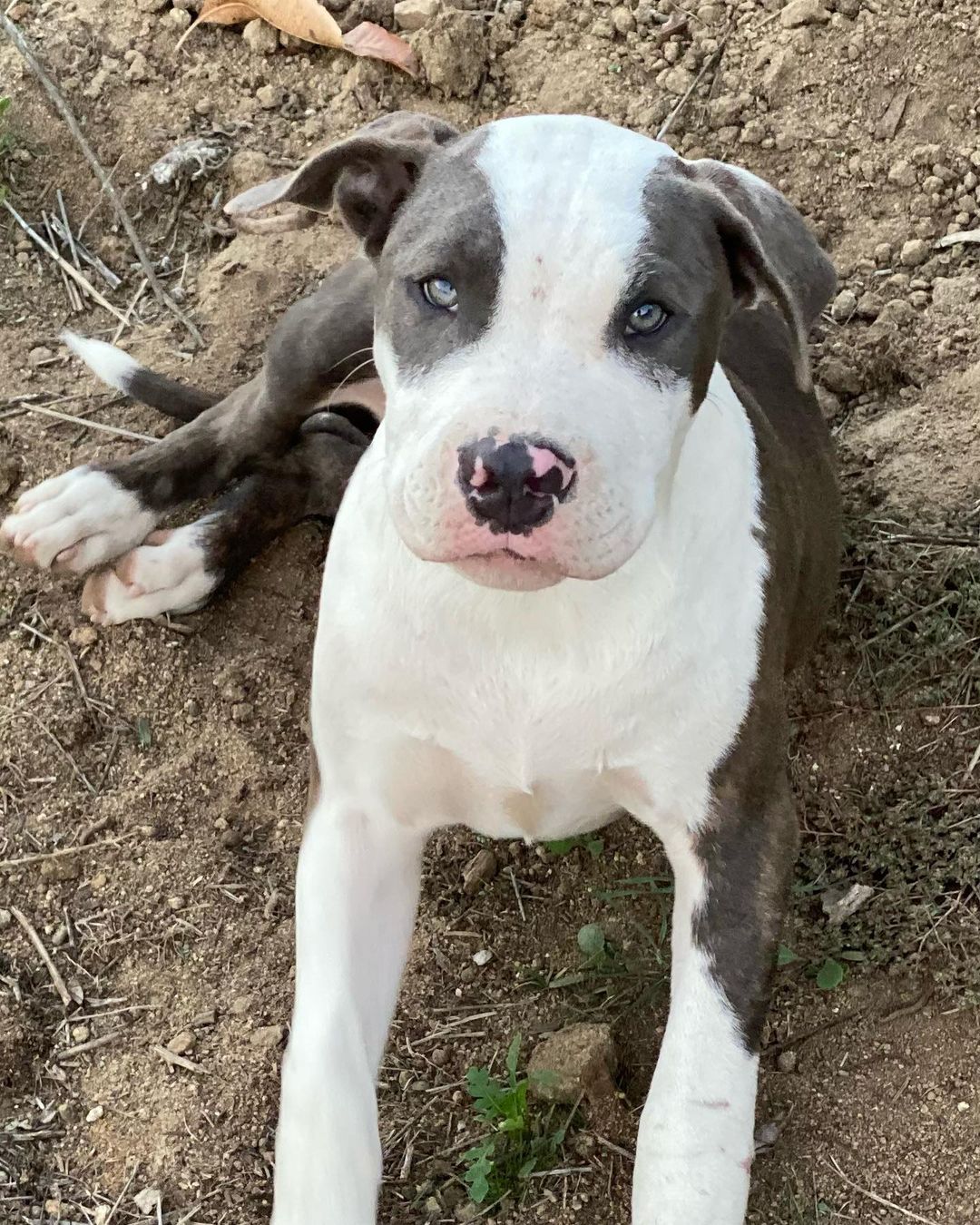 This so handsome 4.5 month pup is so ready for his new home!  NERO has been neutered, is fully vaccinated, house-trained, wormed & microchipped. He is a true love who loves his belly rubs, will be the first to great and love on you. Truly a very special pup. If you are ready for the next love of your life, contact us got an Adoption Application 760-428-2044 (text w/email) or email us at: freedomrescue1@gmail.com