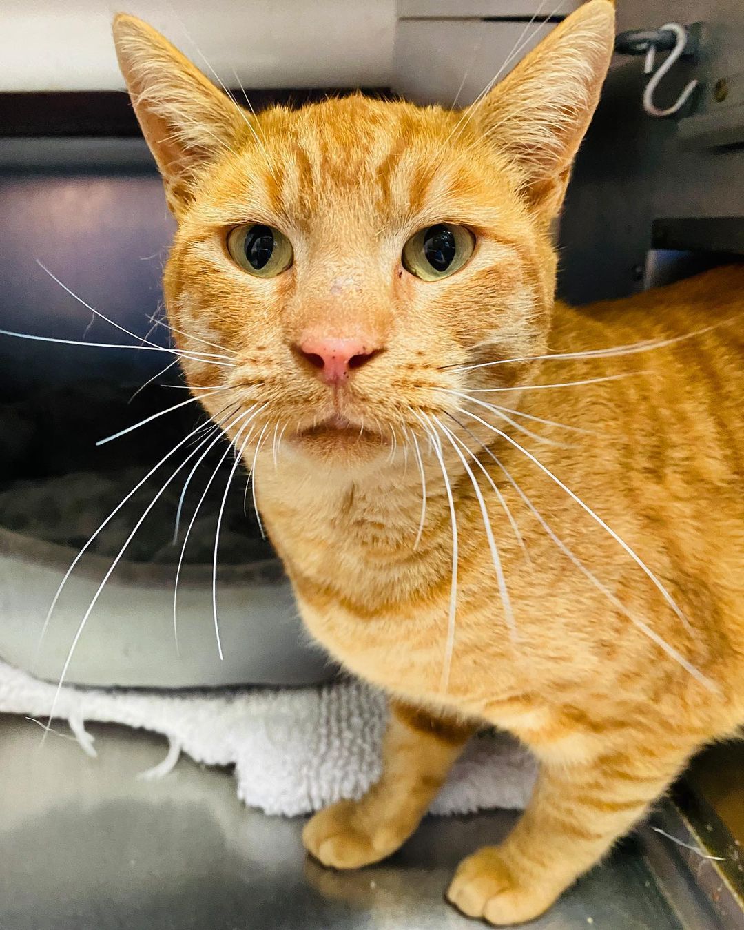 Who can resist a big, loveable ginger guy? Not us, that’s for sure! 🐈 

Anyway, Marvin’s the name and lovin’s his game. This strapping young fellow is a glutton for affection, and will return the favor by purring up a storm and leaning his body against you while he’s getting loved up. At just 18 months old, Marvin is still a youngster and enjoys stretching his long limbs while he explores and plays. But don’t worry—he checks in often for more of that sweet, sweet love. 😻

To meet Marvin, click on the “How to Adopt” link in our bio!

<a target='_blank' href='https://www.instagram.com/explore/tags/AdoptMe/'>#AdoptMe</a> <a target='_blank' href='https://www.instagram.com/explore/tags/adoptable/'>#adoptable</a> <a target='_blank' href='https://www.instagram.com/explore/tags/adoptdontshop/'>#adoptdontshop</a> <a target='_blank' href='https://www.instagram.com/explore/tags/adoptasheltercat/'>#adoptasheltercat</a> <a target='_blank' href='https://www.instagram.com/explore/tags/adoptoakland/'>#adoptoakland</a> <a target='_blank' href='https://www.instagram.com/explore/tags/adoptlocal/'>#adoptlocal</a> <a target='_blank' href='https://www.instagram.com/explore/tags/cat/'>#cat</a> <a target='_blank' href='https://www.instagram.com/explore/tags/gingercat/'>#gingercat</a> <a target='_blank' href='https://www.instagram.com/explore/tags/catsofinstagram/'>#catsofinstagram</a> <a target='_blank' href='https://www.instagram.com/explore/tags/catsofig/'>#catsofig</a> <a target='_blank' href='https://www.instagram.com/explore/tags/catstagram/'>#catstagram</a> <a target='_blank' href='https://www.instagram.com/explore/tags/rescuecat/'>#rescuecat</a> <a target='_blank' href='https://www.instagram.com/explore/tags/sheltercat/'>#sheltercat</a> <a target='_blank' href='https://www.instagram.com/explore/tags/pet/'>#pet</a> <a target='_blank' href='https://www.instagram.com/explore/tags/petsofinstagram/'>#petsofinstagram</a> <a target='_blank' href='https://www.instagram.com/explore/tags/petsofig/'>#petsofig</a> <a target='_blank' href='https://www.instagram.com/explore/tags/petstagram/'>#petstagram</a> <a target='_blank' href='https://www.instagram.com/explore/tags/rescuepet/'>#rescuepet</a> <a target='_blank' href='https://www.instagram.com/explore/tags/shelterpet/'>#shelterpet</a>