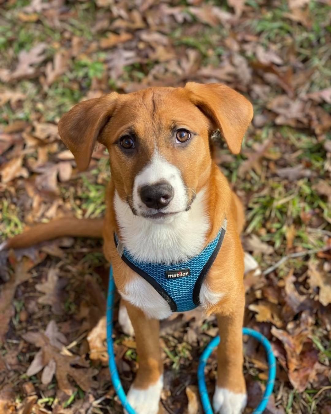 Tansy is ready for adoption! 

This beautiful girl is around 14 weeks old and weighs about 25 lbs. She loves playing with other dogs, running around in the yard and snuggling in bed ❤️ She’s doing well with crate training and house training but due to her age she’ll still need frequent, consistent potty breaks. We expect Tansy will probably be around 50-65lbs full grown, but that’s just a guess since we don’t know anything about her parents ☺️ 

Tansy would love a home with a fenced in back yard and another playful dog friend 🏡 If interested in meeting her simply submit an application on our website 💻 www.releashatlanta.com