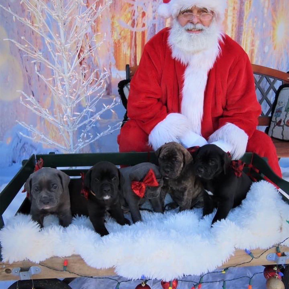 Fuzzball (aka Callie) and the Bluey litter had a photo shoot with Santa yesterday! 
<a target='_blank' href='https://www.instagram.com/explore/tags/bdhp/'>#bdhp</a> <a target='_blank' href='https://www.instagram.com/explore/tags/bdhpi/'>#bdhpi</a> <a target='_blank' href='https://www.instagram.com/explore/tags/bigdogshugepaws/'>#bigdogshugepaws</a>