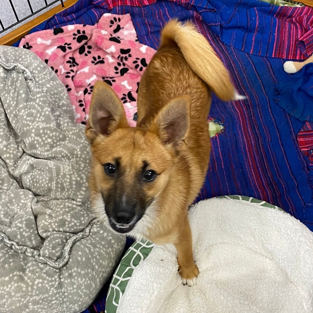 Jiggy, Royal, Akiles, Spot, Sasha, Phoebe, Amos, Sonny, and Skeeter are just a few of our adoptable dogs you can meet during open adoption hours today, Saturday from 12-3pm. 

Vela, Simon, and Fender who we have featured in previous posts, and have their adoption fees wavied, are also going to be here! 

You can also adopt cats, rabbits, guinea pigs, pigeons, and a pig! Check out the Adoptable Pets link in our bio to see them all.

<a target='_blank' href='https://www.instagram.com/explore/tags/adopt/'>#adopt</a> <a target='_blank' href='https://www.instagram.com/explore/tags/adoption/'>#adoption</a> <a target='_blank' href='https://www.instagram.com/explore/tags/adoptdontshop/'>#adoptdontshop</a>  <a target='_blank' href='https://www.instagram.com/explore/tags/shelterdogs/'>#shelterdogs</a> <a target='_blank' href='https://www.instagram.com/explore/tags/adoptashelterdog/'>#adoptashelterdog</a> <a target='_blank' href='https://www.instagram.com/explore/tags/adoptashelterpet/'>#adoptashelterpet</a> <a target='_blank' href='https://www.instagram.com/explore/tags/weeklyfluff/'>#weeklyfluff</a> <a target='_blank' href='https://www.instagram.com/explore/tags/pibble/'>#pibble</a> <a target='_blank' href='https://www.instagram.com/explore/tags/pibblesofinstagram/'>#pibblesofinstagram</a> <a target='_blank' href='https://www.instagram.com/explore/tags/pittie/'>#pittie</a> <a target='_blank' href='https://www.instagram.com/explore/tags/pittielove/'>#pittielove</a> <a target='_blank' href='https://www.instagram.com/explore/tags/puppies/'>#puppies</a> <a target='_blank' href='https://www.instagram.com/explore/tags/germanshepherd/'>#germanshepherd</a> <a target='_blank' href='https://www.instagram.com/explore/tags/doberman/'>#doberman</a> <a target='_blank' href='https://www.instagram.com/explore/tags/shepherd/'>#shepherd</a> <a target='_blank' href='https://www.instagram.com/explore/tags/fosteringsaveslives/'>#fosteringsaveslives</a> <a target='_blank' href='https://www.instagram.com/explore/tags/adoptaseniordog/'>#adoptaseniordog</a> <a target='_blank' href='https://www.instagram.com/explore/tags/bayareapets/'>#bayareapets</a> <a target='_blank' href='https://www.instagram.com/explore/tags/eastbay/'>#eastbay</a> <a target='_blank' href='https://www.instagram.com/explore/tags/oakland/'>#oakland</a> <a target='_blank' href='https://www.instagram.com/explore/tags/oaklandcalifornia/'>#oaklandcalifornia</a> <a target='_blank' href='https://www.instagram.com/explore/tags/adoptoakland/'>#adoptoakland</a> <a target='_blank' href='https://www.instagram.com/explore/tags/oaklanddogs/'>#oaklanddogs</a> <a target='_blank' href='https://www.instagram.com/explore/tags/oaklandanimalservices/'>#oaklandanimalservices</a>