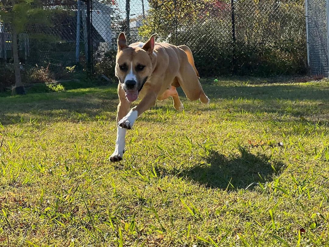 🐾 ADOPTABLE DOG: GUNNER! 🐾 This energetic fella can’t wait to bounce right into your home! Gunner is potty trained and know some basic obedience commands. He would do best with older children or adults. Have a dog? Bring them by for a play date before going home together. Interested in adopting? We take appointments during the week & the weekends are walk-in basis!

<a target='_blank' href='https://www.instagram.com/explore/tags/adoptnacc/'>#adoptnacc</a> <a target='_blank' href='https://www.instagram.com/explore/tags/fosternacc/'>#fosternacc</a> 
☎️ 757-441-5505
📧 nacc@norfolk.gov
📍 5585 Sabre Road Norfolk, Virginia 23502