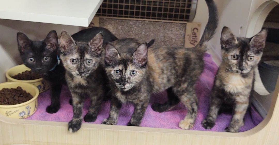 Here is your chance to own your very own princess.
Tiana, Moana, Aurora, Anastasia.
They're 12 weeks old and at the Peoria Petco looking for their family. 
Adoption fee is just $100. They are spayed, microchipped and current on vaccines.