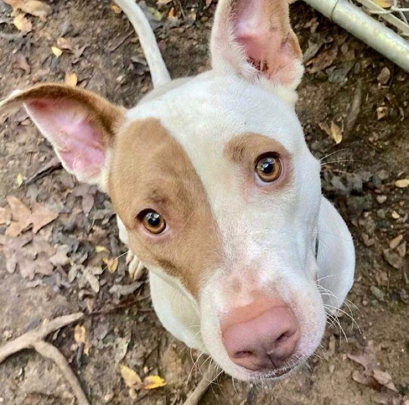 🧡ADOPTABLE JOSIE WANTS TO LOVE YOU!!!!

Josie is also looking for a foster! She has been with a gracious temporary foster for a while now. We would love to get her into a home for the holidays!

Josie is a GEM of a dog! 💛Josie is about 1.5 years old, petite and SO loving! She is playful, good on a leash, knows her name and basic commands and is very treat motivated 🥰 She is great with other dogs and loves to play!! 🐶 

If you are interested in meeting this gorgeous girl, apply to adopt her at our website or the link in our bio!!

<a target='_blank' href='https://www.instagram.com/explore/tags/pitbullrescue/'>#pitbullrescue</a> <a target='_blank' href='https://www.instagram.com/explore/tags/rescueapit/'>#rescueapit</a> <a target='_blank' href='https://www.instagram.com/explore/tags/friyay/'>#friyay</a> <a target='_blank' href='https://www.instagram.com/explore/tags/adoptme/'>#adoptme</a> <a target='_blank' href='https://www.instagram.com/explore/tags/cleartheshelters/'>#cleartheshelters</a> <a target='_blank' href='https://www.instagram.com/explore/tags/adoptable/'>#adoptable</a> <a target='_blank' href='https://www.instagram.com/explore/tags/savethemall/'>#savethemall</a> <a target='_blank' href='https://www.instagram.com/explore/tags/pittielove/'>#pittielove</a> <a target='_blank' href='https://www.instagram.com/explore/tags/atlantarescuedogs/'>#atlantarescuedogs</a> <a target='_blank' href='https://www.instagram.com/explore/tags/twotailzrescue/'>#twotailzrescue</a>