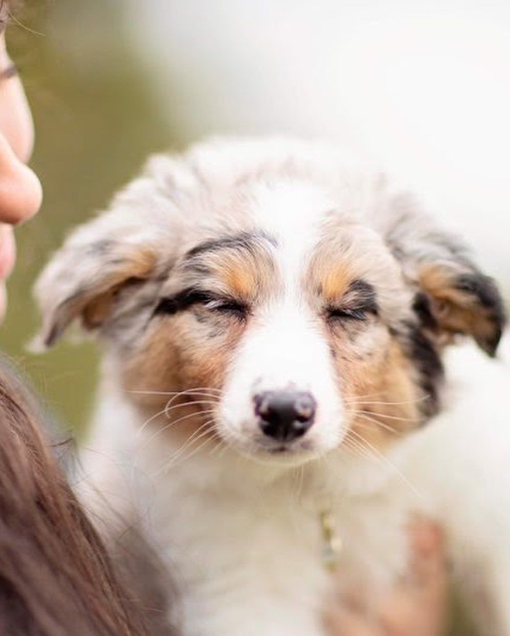 Cuteness overload alert!! 📢‼️😋 Thanks to Two Red Dogs Photography for photographing Dakota and Kai! They are just two of the six Border Collie mix puppies that just came to KARE! They were born on Sept. 9th. Please visit our website for more info! https://nwkare.org/educate-advocate-rehabilitate/rescue/