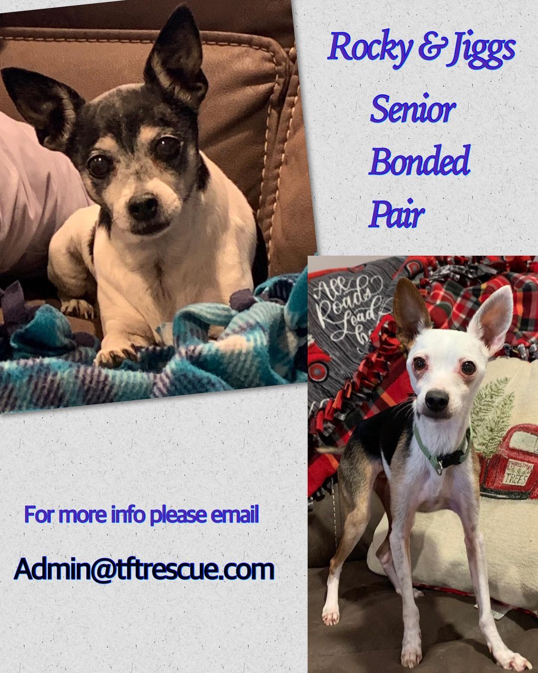 Adorable Seniors 12 & 14 yo located in MD. Looking for a loving home. Bonded pair. Please send email to admin@tftrescue.com <a target='_blank' href='https://www.instagram.com/explore/tags/toyfoxterriers/'>#toyfoxterriers</a> <a target='_blank' href='https://www.instagram.com/explore/tags/toyfoxterriersofinstagram/'>#toyfoxterriersofinstagram</a> <a target='_blank' href='https://www.instagram.com/explore/tags/tftrescue/'>#tftrescue</a>