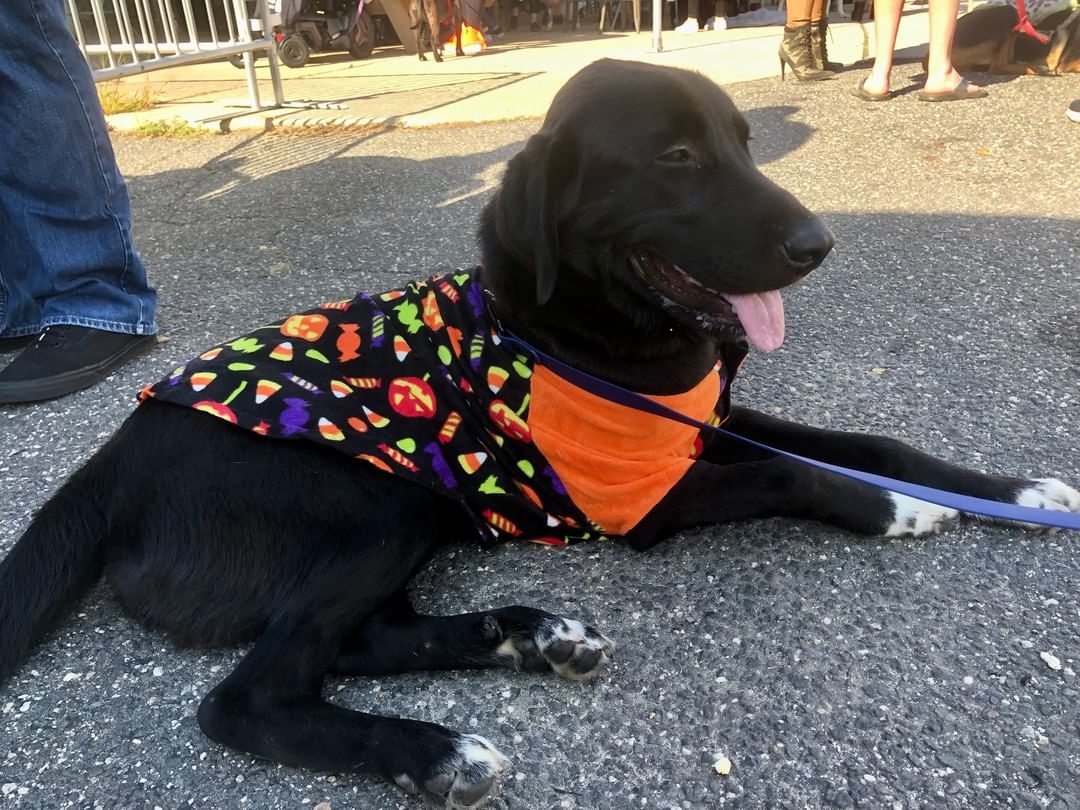 We don't have enough words to express just how much we love this boy! Ranger, an approx 1 1/2-year-old, 60 lb house trained Lab/Border Collie mix (best guess), has THE sweetest, gentlest, most loving disposition. He basks in ALL human attention from big and small folks, gets along very well with other dogs, has the perfect amount of energy - not too crazy, not too lazy, and loooooves to snuggle. He's like your very own personal teddy bear! ****Ranger has an old injury to his front leg and walks with a slight limp. He's not in pain, not slowed down, and happily runs around just fine. We've had an orthopedist examine him, and he does not need surgery. He had an infection around his joint, which has been treated with antibiotics, and he's currently undergoing laser treatment therapy to make sure he's as good as he can be.*** PLEASE don't let this turn you off - he's seriously an AMAZING dog. He hasn't been around cats. Ranger is microchipped, vaccinated, and neutered.

To adopt, please submit an app:  http://www.olliesangelsanimalrescue.org/puppies-1

<a target='_blank' href='https://www.instagram.com/explore/tags/fureverfriends/'>#fureverfriends</a> <a target='_blank' href='https://www.instagram.com/explore/tags/olliesangelsanimalrescue/'>#olliesangelsanimalrescue</a> <a target='_blank' href='https://www.instagram.com/explore/tags/olliesangelsalum/'>#olliesangelsalum</a> <a target='_blank' href='https://www.instagram.com/explore/tags/rescuedogsofinstagram/'>#rescuedogsofinstagram</a> <a target='_blank' href='https://www.instagram.com/explore/tags/rescuedismyfavoritebreed/'>#rescuedismyfavoritebreed</a> <a target='_blank' href='https://www.instagram.com/explore/tags/rescuedismyfavouritebreed/'>#rescuedismyfavouritebreed</a> <a target='_blank' href='https://www.instagram.com/explore/tags/rescuedisthebestbreed/'>#rescuedisthebestbreed</a> <a target='_blank' href='https://www.instagram.com/explore/tags/rescuepup/'>#rescuepup</a> <a target='_blank' href='https://www.instagram.com/explore/tags/rescuepuppy/'>#rescuepuppy</a> <a target='_blank' href='https://www.instagram.com/explore/tags/rescuepups/'>#rescuepups</a> <a target='_blank' href='https://www.instagram.com/explore/tags/adopt/'>#adopt</a> <a target='_blank' href='https://www.instagram.com/explore/tags/adoptme/'>#adoptme</a> <a target='_blank' href='https://www.instagram.com/explore/tags/adoptdontshop/'>#adoptdontshop</a> <a target='_blank' href='https://www.instagram.com/explore/tags/adoptdontbuy/'>#adoptdontbuy</a> <a target='_blank' href='https://www.instagram.com/explore/tags/adoptdontshop/'>#adoptdontshop</a> <a target='_blank' href='https://www.instagram.com/explore/tags/adoptdogs/'>#adoptdogs</a> <a target='_blank' href='https://www.instagram.com/explore/tags/fosterpuppy/'>#fosterpuppy</a> <a target='_blank' href='https://www.instagram.com/explore/tags/fosterpuppies/'>#fosterpuppies</a> <a target='_blank' href='https://www.instagram.com/explore/tags/fosterpuppiesofinstagram/'>#fosterpuppiesofinstagram</a> <a target='_blank' href='https://www.instagram.com/explore/tags/fureverhome/'>#fureverhome</a> <a target='_blank' href='https://www.instagram.com/explore/tags/fureverfamily/'>#fureverfamily</a> <a target='_blank' href='https://www.instagram.com/explore/tags/fureverfriend/'>#fureverfriend</a> <a target='_blank' href='https://www.instagram.com/explore/tags/fureverfriends/'>#fureverfriends</a> <a target='_blank' href='https://www.instagram.com/explore/tags/rescuedog/'>#rescuedog</a> <a target='_blank' href='https://www.instagram.com/explore/tags/rescuedogsrock/'>#rescuedogsrock</a> <a target='_blank' href='https://www.instagram.com/explore/tags/rescuedogsofinstagram/'>#rescuedogsofinstagram</a> <a target='_blank' href='https://www.instagram.com/explore/tags/rescuedog/'>#rescuedog</a>