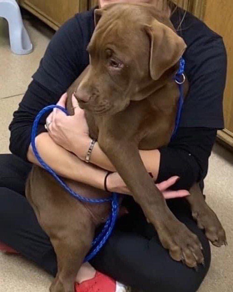 Hi Everyone! ￼We have a lot of new arrivals this morning from Texas ❤️ We are excited to welcome these new animals to Colorado! They will be available to meet TODAY at the Glendale Petsmart at 4300 E. Alameda Ave. from 11 AM to 3 PM. ￼￼
We are looking for FOSTER-TO-ADOPT homes and a few FOSTERS!