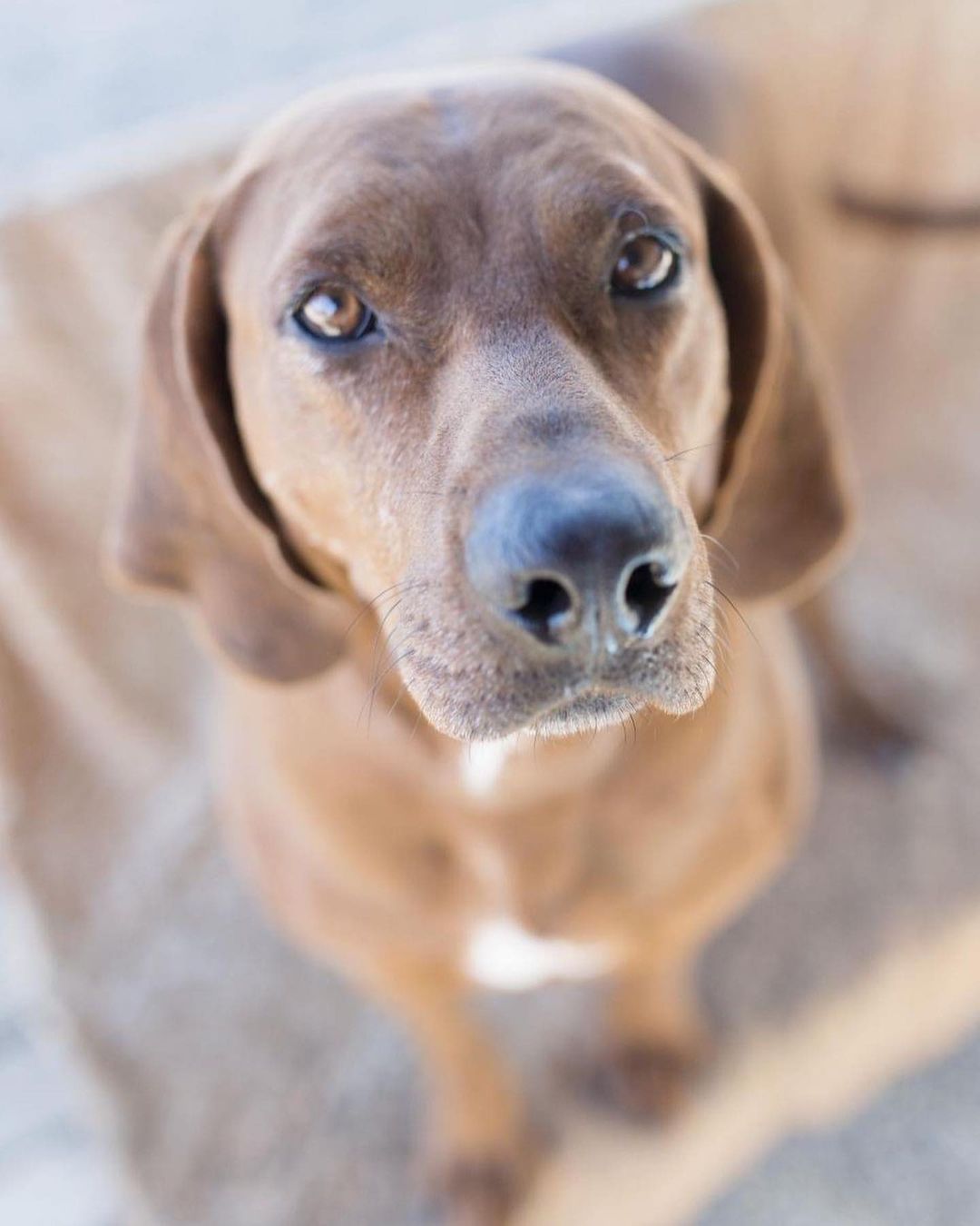 Bourbon is a 3 year old redbone coonhound mix, he weighs in at around 70 pounds. He is completely convinced he is a lapdog! He could benefit from some leash training, he is a strong boy. For more info on Bourbon, click the link in our bio <a target='_blank' href='https://www.instagram.com/explore/tags/adopt/'>#adopt</a> <a target='_blank' href='https://www.instagram.com/explore/tags/staf/'>#staf</a> <a target='_blank' href='https://www.instagram.com/explore/tags/dogsofcincy/'>#dogsofcincy</a> <a target='_blank' href='https://www.instagram.com/explore/tags/dogsofinstagram/'>#dogsofinstagram</a> <a target='_blank' href='https://www.instagram.com/explore/tags/houndmix/'>#houndmix</a> <a target='_blank' href='https://www.instagram.com/explore/tags/handsomeboy/'>#handsomeboy</a>