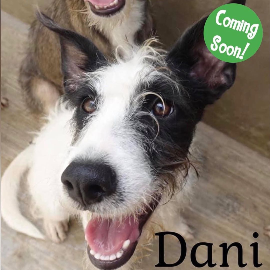 Dani is part of our FTA program and we are not accepting applications for her. If her foster mom decides that she is not a match for their family, we will review applications at that time💚🐾 <a target='_blank' href='https://www.instagram.com/explore/tags/dibs/'>#dibs</a> <a target='_blank' href='https://www.instagram.com/explore/tags/dibsdogs/'>#dibsdogs</a> <a target='_blank' href='https://www.instagram.com/explore/tags/dibsrescue/'>#dibsrescue</a> <a target='_blank' href='https://www.instagram.com/explore/tags/dogs/'>#dogs</a> <a target='_blank' href='https://www.instagram.com/explore/tags/rescuedogs/'>#rescuedogs</a> <a target='_blank' href='https://www.instagram.com/explore/tags/rescuedogsofinstagram/'>#rescuedogsofinstagram</a> <a target='_blank' href='https://www.instagram.com/explore/tags/ontario/'>#ontario</a> <a target='_blank' href='https://www.instagram.com/explore/tags/toronto/'>#toronto</a> <a target='_blank' href='https://www.instagram.com/explore/tags/fosterdogs/'>#fosterdogs</a> <a target='_blank' href='https://www.instagram.com/explore/tags/adoptdogs/'>#adoptdogs</a>