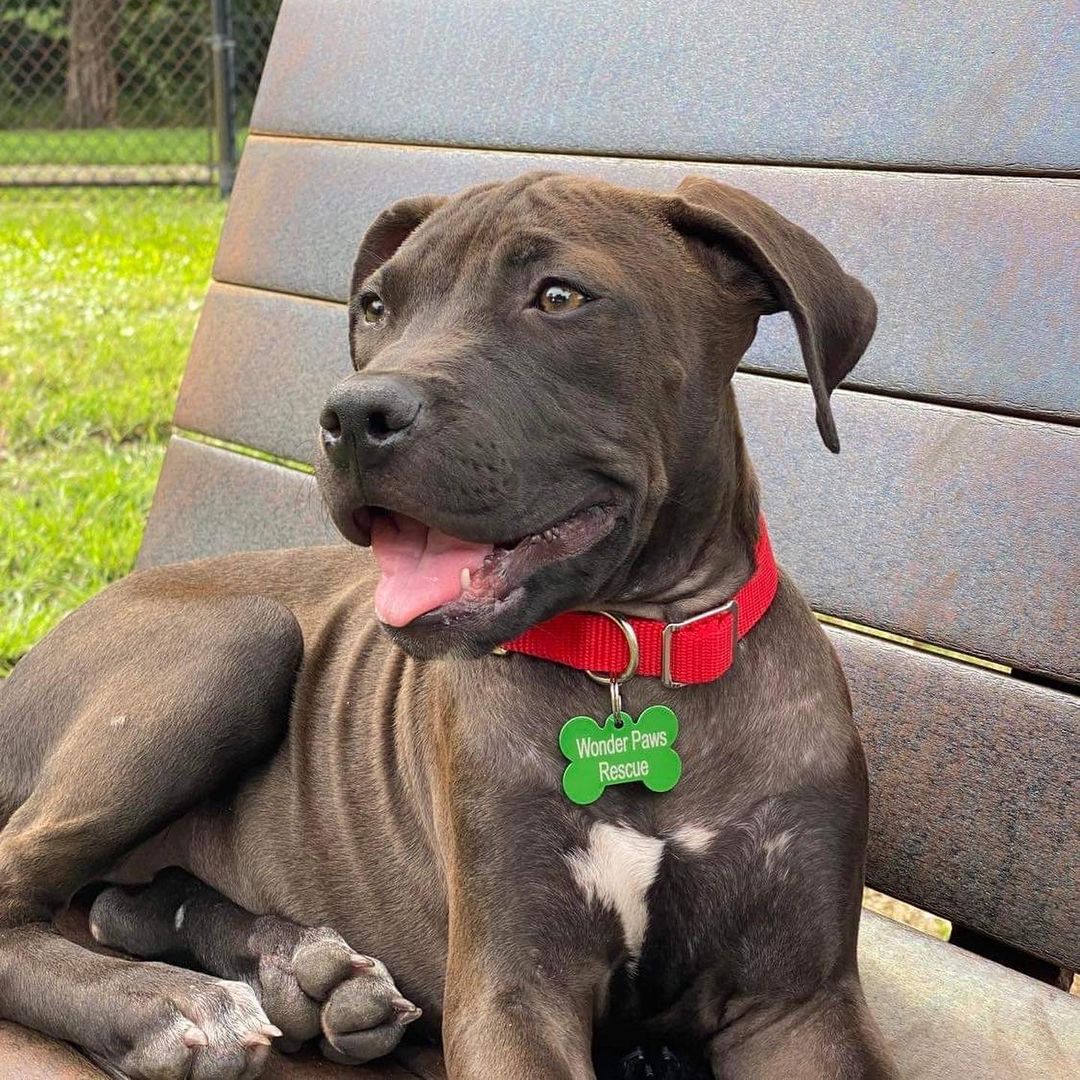 Introducing Polly ♥️ This 3 month old beauty is sweet, playful, and gentle. She has a lot of energy and will grow to be a big girl. Just look at those paws 🐾 We will be accepting applications for Polly very soon! Stay tuned for more updates.