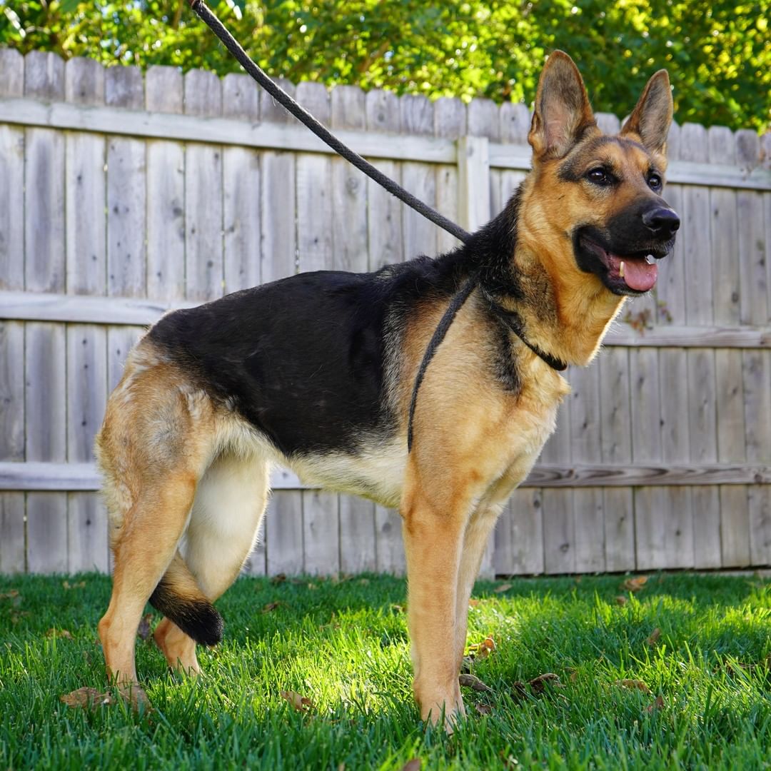 This beautiful German Shepherd is Athena and she's available for adoption! Athena is five years old, very smart, and does great on a leash. She's a sweetheart that would prefer to be the only dog in the home. This lovely lady is house trained, microchipped, up-to-date on her shots, and ready to find her furever home! To learn more or fill out an adoption application, check out our website.
<a target='_blank' href='https://www.instagram.com/explore/tags/FurEverHome/'>#FurEverHome</a> <a target='_blank' href='https://www.instagram.com/explore/tags/AdoptDontShop/'>#AdoptDontShop</a> <a target='_blank' href='https://www.instagram.com/explore/tags/GermanShepherd/'>#GermanShepherd</a>