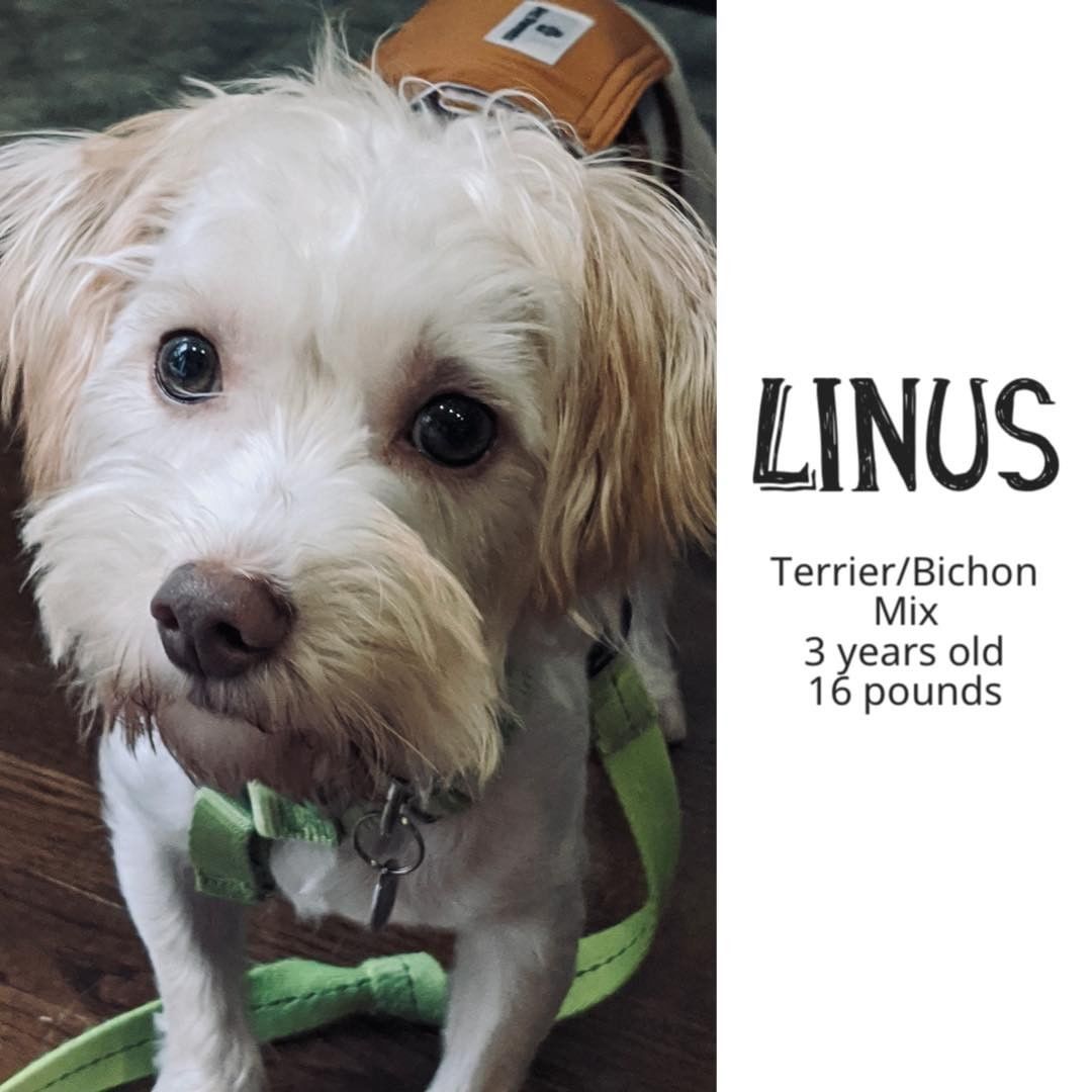 Introducing Linus ❤️
It’s hard to believe that this is the face of an unsocialized dog who is terrified of people. We rescued him from a shelter where he’d been dumped with two other little ones, and he spent two days with 
his head in a corner. He refused to make eye contact and was defensive at being touched or picked up. Totally un-adoptable. 

He’s been in a foster home for a week now and, although he’s curious and his tail wags some, he’s still fearful of being touched and it’ll take some time for 
him to get used to affection. It’ll be a little while before he’ll be available for adoption and we’ll post his progress.

Click Here for more https://www.facebook.com/
856947414317495/posts/4839001809445349/?d=n