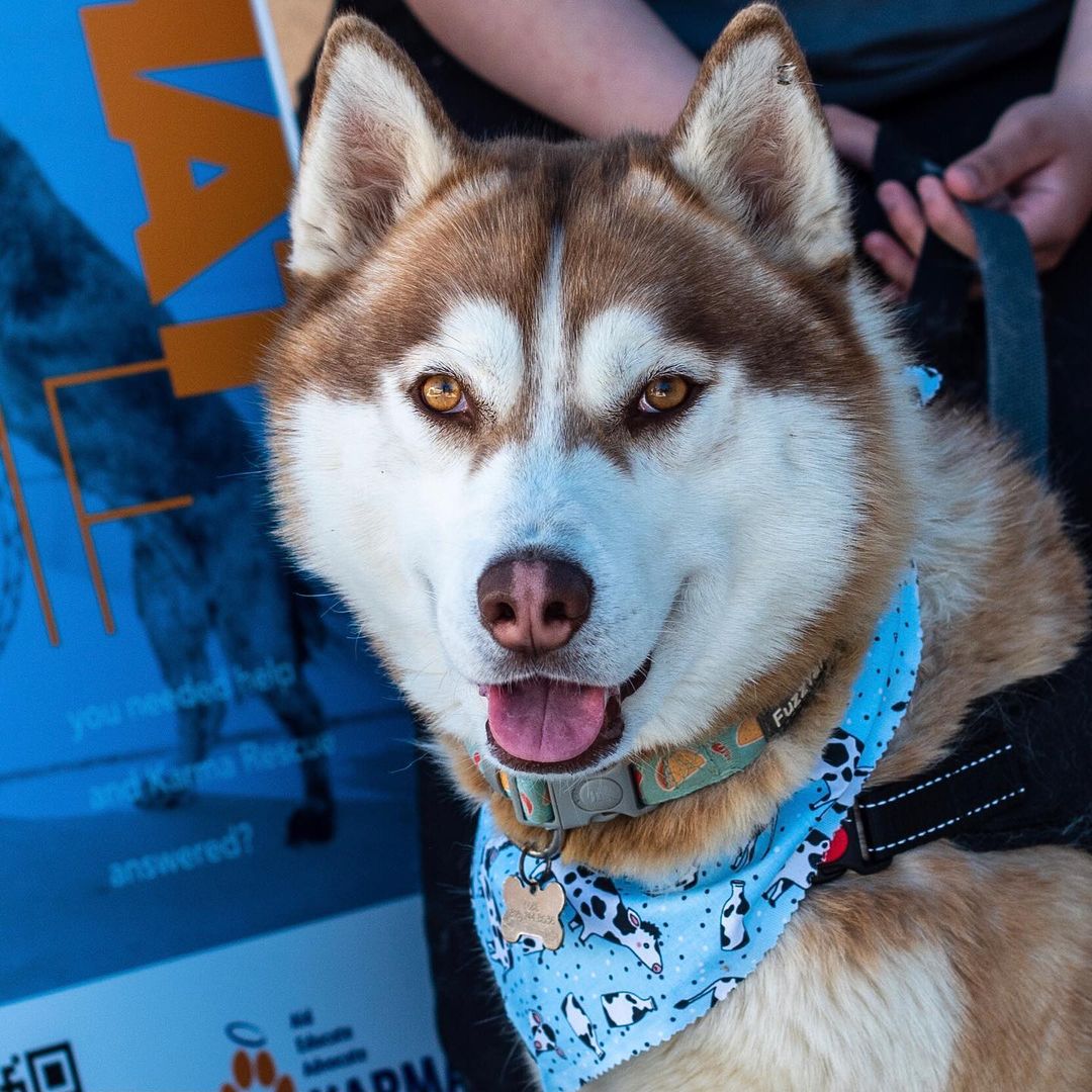 Calling all dog parents! We're offering FREE spay/neuter appointments to dogs in all the L.A. area, Antelope Valley and Riverside County! We have a lot of appointments available for dogs, so if you have a dog companion that needs to be 