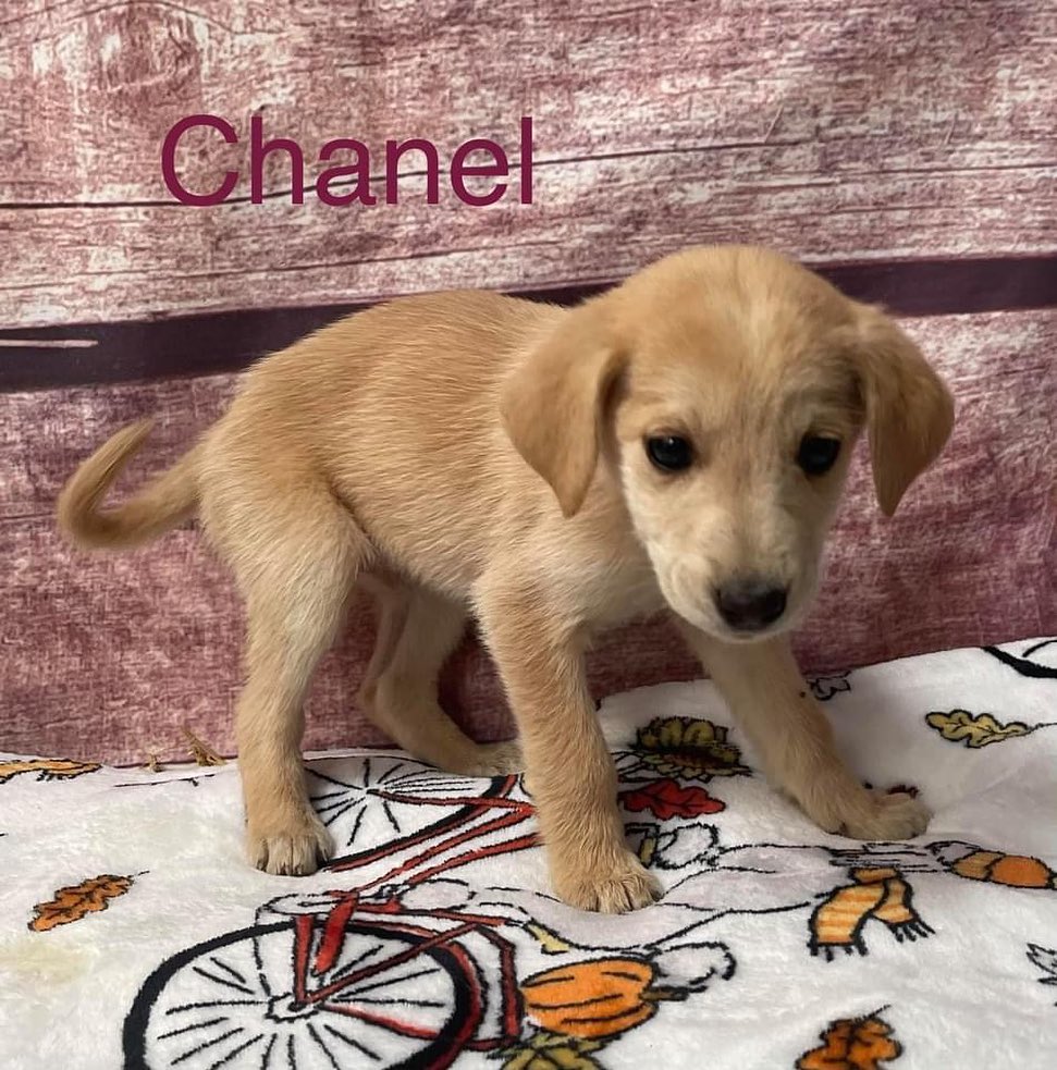 Have you ever wanted to own a designer product? Well here’s our twist! ”Designer” puppies ❤️ 

Our newest litter of puppies are named after famous designers and are here to steal your hearts 🥰 
 

<a target='_blank' href='https://www.instagram.com/explore/tags/cyprescue/'>#cyprescue</a> <a target='_blank' href='https://www.instagram.com/explore/tags/crossyourpaws/'>#crossyourpaws</a> <a target='_blank' href='https://www.instagram.com/explore/tags/crossyourpawsrescue/'>#crossyourpawsrescue</a> <a target='_blank' href='https://www.instagram.com/explore/tags/rescue/'>#rescue</a>  <a target='_blank' href='https://www.instagram.com/explore/tags/muttsofinstagram/'>#muttsofinstagram</a> <a target='_blank' href='https://www.instagram.com/explore/tags/dogsofinstagram/'>#dogsofinstagram</a> <a target='_blank' href='https://www.instagram.com/explore/tags/dogsofinsta/'>#dogsofinsta</a> <a target='_blank' href='https://www.instagram.com/explore/tags/instadog/'>#instadog</a> <a target='_blank' href='https://www.instagram.com/explore/tags/instagramdogs/'>#instagramdogs</a> <a target='_blank' href='https://www.instagram.com/explore/tags/rescuedogsofinstagram/'>#rescuedogsofinstagram</a> <a target='_blank' href='https://www.instagram.com/explore/tags/adoptdontshop/'>#adoptdontshop</a> <a target='_blank' href='https://www.instagram.com/explore/tags/dogsofpittsburgh/'>#dogsofpittsburgh</a> <a target='_blank' href='https://www.instagram.com/explore/tags/pittsburghdogs/'>#pittsburghdogs</a> <a target='_blank' href='https://www.instagram.com/explore/tags/rescuedog/'>#rescuedog</a> <a target='_blank' href='https://www.instagram.com/explore/tags/spayandneuter/'>#spayandneuter</a> <a target='_blank' href='https://www.instagram.com/explore/tags/fosteringsaveslives/'>#fosteringsaveslives</a> <a target='_blank' href='https://www.instagram.com/explore/tags/rescuedismyfavoritebreed/'>#rescuedismyfavoritebreed</a> <a target='_blank' href='https://www.instagram.com/explore/tags/puppiesofinstagram/'>#puppiesofinstagram</a> <a target='_blank' href='https://www.instagram.com/explore/tags/puppiesofinsta/'>#puppiesofinsta</a> <a target='_blank' href='https://www.instagram.com/explore/tags/puppiesofig/'>#puppiesofig</a> <a target='_blank' href='https://www.instagram.com/explore/tags/chanel/'>#chanel</a> <a target='_blank' href='https://www.instagram.com/explore/tags/coach/'>#coach</a> <a target='_blank' href='https://www.instagram.com/explore/tags/gucci/'>#gucci</a> <a target='_blank' href='https://www.instagram.com/explore/tags/armani/'>#armani</a> <a target='_blank' href='https://www.instagram.com/explore/tags/michaelkors/'>#michaelkors</a> <a target='_blank' href='https://www.instagram.com/explore/tags/dior/'>#dior</a> <a target='_blank' href='https://www.instagram.com/explore/tags/valentino/'>#valentino</a> <a target='_blank' href='https://www.instagram.com/explore/tags/designer/'>#designer</a> <a target='_blank' href='https://www.instagram.com/explore/tags/designerfashion/'>#designerfashion</a> <a target='_blank' href='https://www.instagram.com/explore/tags/designerdogs/'>#designerdogs</a>