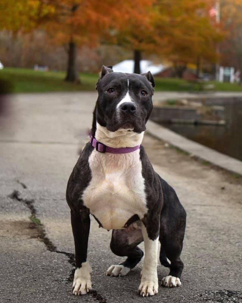 That feeing when the lady behind the big eye is making weird noises at you and asking you to sit your precious bum on the cold concrete… Umm, that’s gonna be a no from me. Does this count? I’d like to run and hop into the rolling crate that brought me here and get back to my foster home for snuggles and hot cocoa. My furry foster brothers 🐶 are waiting for me, and they’re a lot fuzzier and warmer than me. Can’t this lady see I’m missing fur?! Yeesh. <a target='_blank' href='https://www.instagram.com/explore/tags/gpgRose/'>#gpgRose</a> <a target='_blank' href='https://www.instagram.com/explore/tags/adoptme/'>#adoptme</a>