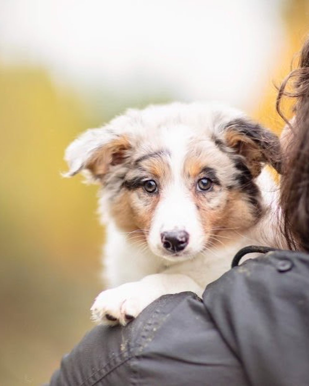 Cuteness overload alert!! 📢‼️😋 Thanks to Two Red Dogs Photography for photographing Dakota and Kai! They are just two of the six Border Collie mix puppies that just came to KARE! They were born on Sept. 9th. Please visit our website for more info! https://nwkare.org/educate-advocate-rehabilitate/rescue/