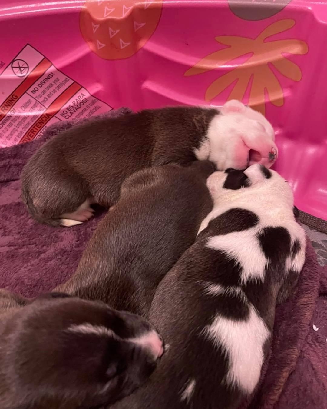 The cutest little puppy piles there ever was 🥰