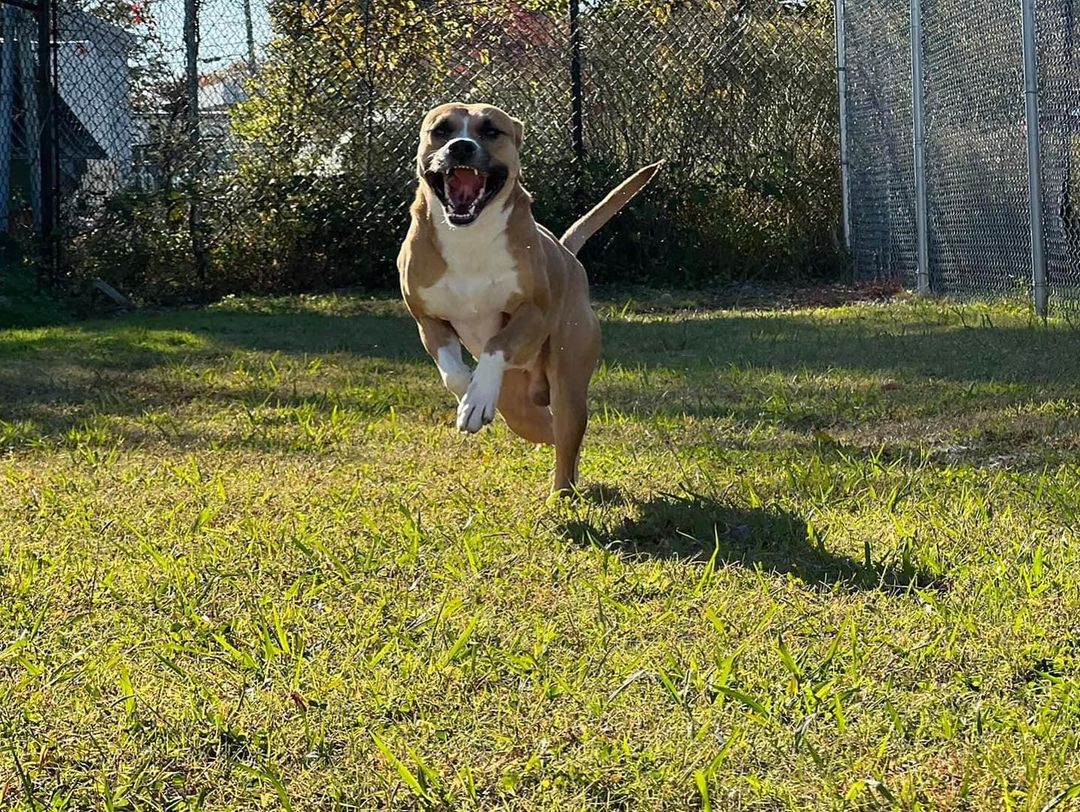 🐾 ADOPTABLE DOG: GUNNER! 🐾 This energetic fella can’t wait to bounce right into your home! Gunner is potty trained and know some basic obedience commands. He would do best with older children or adults. Have a dog? Bring them by for a play date before going home together. Interested in adopting? We take appointments during the week & the weekends are walk-in basis!

<a target='_blank' href='https://www.instagram.com/explore/tags/adoptnacc/'>#adoptnacc</a> <a target='_blank' href='https://www.instagram.com/explore/tags/fosternacc/'>#fosternacc</a> 
☎️ 757-441-5505
📧 nacc@norfolk.gov
📍 5585 Sabre Road Norfolk, Virginia 23502