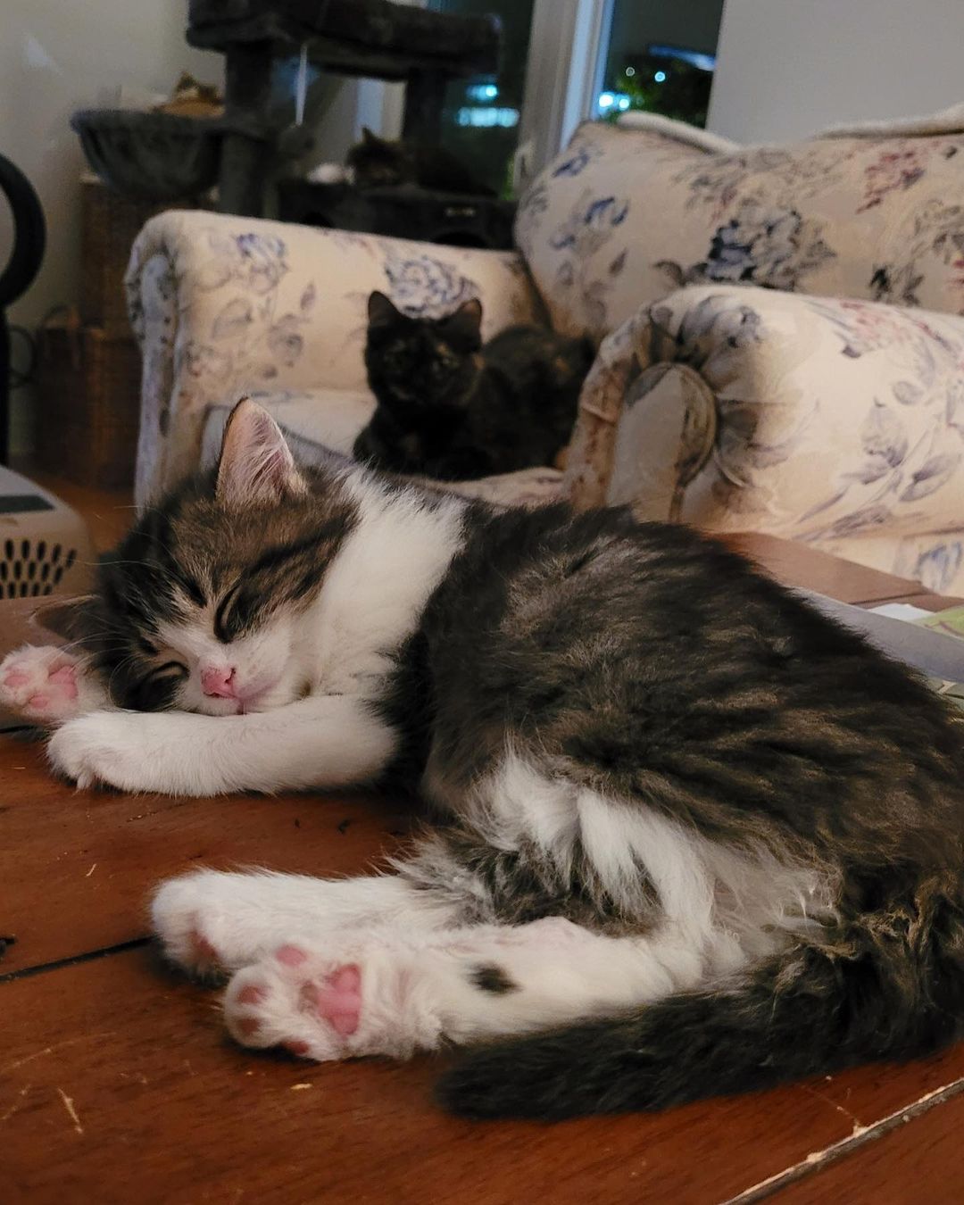 Haven & Saylor !

Haven and his brother Saylor are adorable 2-months old fluffy bundles of love and energy who came to us from a shelter up north.

They are very playful boys and spend lots of their time wrestling! When they are worn out they enjoy snuggling with their foster mom. They sleep through the night and enjoy jumping on their foster mom's bed when they know it's time for her to get up! These little purr machines love to have their soft fur brushed regularly. Haven and Saylor get along very well with the other two foster cats.

For more information, visit the link shared in our bio.

<a target='_blank' href='https://www.instagram.com/explore/tags/kittens/'>#kittens</a> <a target='_blank' href='https://www.instagram.com/explore/tags/kittensaddicted/'>#kittensaddicted</a> <a target='_blank' href='https://www.instagram.com/explore/tags/kittensdaily/'>#kittensdaily</a> <a target='_blank' href='https://www.instagram.com/explore/tags/kittenseason/'>#kittenseason</a> <a target='_blank' href='https://www.instagram.com/explore/tags/kittenselfie/'>#kittenselfie</a> <a target='_blank' href='https://www.instagram.com/explore/tags/kittensforsale/'>#kittensforsale</a> <a target='_blank' href='https://www.instagram.com/explore/tags/kittensgram/'>#kittensgram</a> <a target='_blank' href='https://www.instagram.com/explore/tags/kittensightings/'>#kittensightings</a> <a target='_blank' href='https://www.instagram.com/explore/tags/kittensleep/'>#kittensleep</a> <a target='_blank' href='https://www.instagram.com/explore/tags/kittensleeping/'>#kittensleeping</a> <a target='_blank' href='https://www.instagram.com/explore/tags/kittenslove/'>#kittenslove</a> <a target='_blank' href='https://www.instagram.com/explore/tags/kittenslovee/'>#kittenslovee</a> <a target='_blank' href='https://www.instagram.com/explore/tags/kittensnuggles/'>#kittensnuggles</a> <a target='_blank' href='https://www.instagram.com/explore/tags/kittensofig/'>#kittensofig</a> <a target='_blank' href='https://www.instagram.com/explore/tags/kittensofinatagram/'>#kittensofinatagram</a> <a target='_blank' href='https://www.instagram.com/explore/tags/kittensofinsta/'>#kittensofinsta</a> <a target='_blank' href='https://www.instagram.com/explore/tags/kittensofinstagram/'>#kittensofinstagram</a> <a target='_blank' href='https://www.instagram.com/explore/tags/kittensofintagram/'>#kittensofintagram</a> <a target='_blank' href='https://www.instagram.com/explore/tags/kittensoftheday/'>#kittensoftheday</a> <a target='_blank' href='https://www.instagram.com/explore/tags/kittensoftheworld/'>#kittensoftheworld</a> <a target='_blank' href='https://www.instagram.com/explore/tags/kittensoftwitch/'>#kittensoftwitch</a> <a target='_blank' href='https://www.instagram.com/explore/tags/kittensoninstagram/'>#kittensoninstagram</a> <a target='_blank' href='https://www.instagram.com/explore/tags/kittenspace/'>#kittenspace</a> <a target='_blank' href='https://www.instagram.com/explore/tags/kittenspam/'>#kittenspam</a> <a target='_blank' href='https://www.instagram.com/explore/tags/kittenstagram/'>#kittenstagram</a>