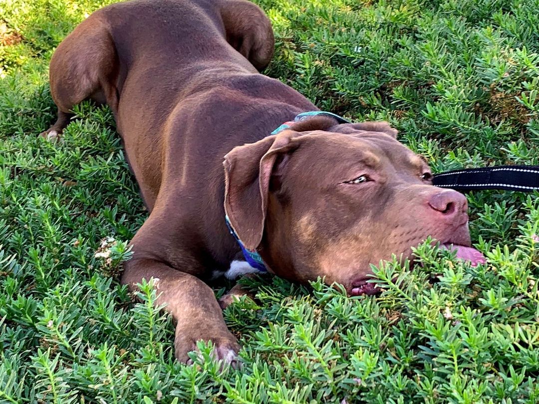 It’s funny how a case of the Mondays doesn’t just apply to people...we totally get you, girl. But let’s get up, get energized, and finish today strong! *Note this dog is no longer at our shelter. Please visit our website or come into the shelter to check out our adoptable animals.* <a target='_blank' href='https://www.instagram.com/explore/tags/MotivationMonday/'>#MotivationMonday</a> <a target='_blank' href='https://www.instagram.com/explore/tags/animalfriendsofthevalleys/'>#animalfriendsofthevalleys</a> <a target='_blank' href='https://www.instagram.com/explore/tags/adoptdontshop/'>#adoptdontshop</a> <a target='_blank' href='https://www.instagram.com/explore/tags/savetheanimals/'>#savetheanimals</a> <a target='_blank' href='https://www.instagram.com/explore/tags/catsanddogs/'>#catsanddogs</a> <a target='_blank' href='https://www.instagram.com/explore/tags/dogs/'>#dogs</a> <a target='_blank' href='https://www.instagram.com/explore/tags/cats/'>#cats</a>