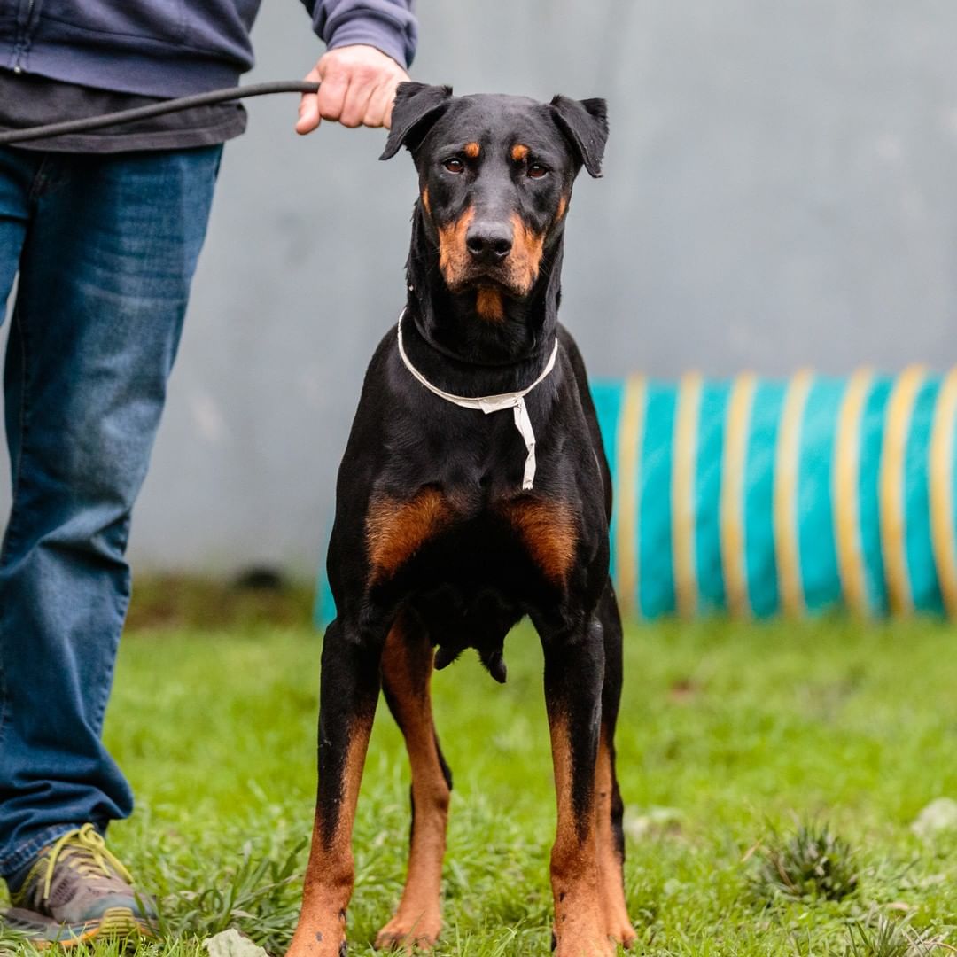 Mouse, Cher, Ryder, Harold, Oasis, Tilden, and puppy Seymour are just a few of the adoptable dogs you can adopt today, Sunday, during adoption hours from 12-3pm!

Come on by to adopt these pups, or cats, kittens, rabbits, guinea pigs, and pigeons! Check out the Adoptable Pets link in our bio.

<a target='_blank' href='https://www.instagram.com/explore/tags/adopt/'>#adopt</a> <a target='_blank' href='https://www.instagram.com/explore/tags/adoption/'>#adoption</a> <a target='_blank' href='https://www.instagram.com/explore/tags/adoptdontshop/'>#adoptdontshop</a> <a target='_blank' href='https://www.instagram.com/explore/tags/adoptashelterpet/'>#adoptashelterpet</a> <a target='_blank' href='https://www.instagram.com/explore/tags/weeklyfluff/'>#weeklyfluff</a> <a target='_blank' href='https://www.instagram.com/explore/tags/shelterdogs/'>#shelterdogs</a> <a target='_blank' href='https://www.instagram.com/explore/tags/adoptashelterdog/'>#adoptashelterdog</a> <a target='_blank' href='https://www.instagram.com/explore/tags/pibble/'>#pibble</a> <a target='_blank' href='https://www.instagram.com/explore/tags/pibblesofinstagram/'>#pibblesofinstagram</a> <a target='_blank' href='https://www.instagram.com/explore/tags/pittie/'>#pittie</a> <a target='_blank' href='https://www.instagram.com/explore/tags/pittielove/'>#pittielove</a> <a target='_blank' href='https://www.instagram.com/explore/tags/puppies/'>#puppies</a> <a target='_blank' href='https://www.instagram.com/explore/tags/germanshepherd/'>#germanshepherd</a> <a target='_blank' href='https://www.instagram.com/explore/tags/doberman/'>#doberman</a> <a target='_blank' href='https://www.instagram.com/explore/tags/shepherd/'>#shepherd</a> <a target='_blank' href='https://www.instagram.com/explore/tags/fosteringsaveslives/'>#fosteringsaveslives</a> <a target='_blank' href='https://www.instagram.com/explore/tags/adoptaseniordog/'>#adoptaseniordog</a> <a target='_blank' href='https://www.instagram.com/explore/tags/bayareapets/'>#bayareapets</a> <a target='_blank' href='https://www.instagram.com/explore/tags/eastbay/'>#eastbay</a> <a target='_blank' href='https://www.instagram.com/explore/tags/oakland/'>#oakland</a> <a target='_blank' href='https://www.instagram.com/explore/tags/oaklandcalifornia/'>#oaklandcalifornia</a> <a target='_blank' href='https://www.instagram.com/explore/tags/adoptoakland/'>#adoptoakland</a> <a target='_blank' href='https://www.instagram.com/explore/tags/oaklanddogs/'>#oaklanddogs</a> <a target='_blank' href='https://www.instagram.com/explore/tags/oaklandanimalservices/'>#oaklandanimalservices</a>