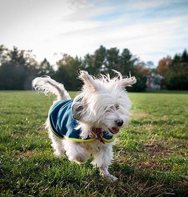 World Diabetes Day is today! 🧡Our resilient permanent foster Juliet is a diabetes pup and is doing great! 🎉 She would be so grateful for any donation on this special day to help us continue her care.  Any donation amount helps! Her medications and dogtor bills average at least $300 each month! We are committed to giving her the best life, but it is costly since she also has Cushings disease (and lost an eye but that doesn’t stop her!) Juliet was a breeder dog who gave herself to hoomans, will you help us give back to her now? 🙏 

Here are some tax-deductible ways to help:

❣️Facebook Donate button below
❣️ Venmo: Gray Face Acres
❣️PayPal: https://www.paypal.com/donate/?hosted_button_id=E43XHVZYTAQ3J
❣️Website: GrayFaceAcres.org
❣️Mail: GFA/P.O. Box 393/Catharpin VA 20143

<a target='_blank' href='https://www.instagram.com/explore/tags/gfajuliet/'>#gfajuliet</a> <a target='_blank' href='https://www.instagram.com/explore/tags/diabetesawarenessmonth/'>#diabetesawarenessmonth</a>  <a target='_blank' href='https://www.instagram.com/explore/tags/survivor/'>#survivor</a> <a target='_blank' href='https://www.instagram.com/explore/tags/WorldDiabetesDay/'>#WorldDiabetesDay</a>