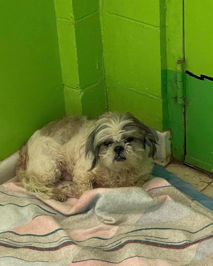 Gronk is absolutely PERFECT! A 12 year old shihtzu boy, 13 lbs. of pure love! 
Rides well in a plane ✅ 
Rides well in a car ✅ 
Tolerated a freezing cold bath from an excited 10 year old ✅ 
Went potty, <a target='_blank' href='https://www.instagram.com/explore/tags/1/'>#1</a> and <a target='_blank' href='https://www.instagram.com/explore/tags/2/'>#2</a> outside ✅
Best Lap Warmer ✅
In just three hours, I figured out this little dog was the complete package. Totally PERFECT! His owners wanted him euthanized because he smelled and could not hear. Today, I experienced both those things too and yet I still saw PERFECTION! We are willing to bet he can’t hear because of the years of neglect. His ears are crusty and riddled with overgrown hair. He was super itchy and stunk to high heaven. His nails were curling over. We can’t wait to get him to the vet and on some good food and meds. One man’s trash is another’s treasure! He is a treasure to say the least. We can’t wait to rewrite Gronk’s story. A huge shout out to Kristi Stinson Sexton for saving his beautiful life. Pilots Randy Hock and Donna Shannon for getting him from AL to TPA. Corinne Rockney and her hubby Rud for coordinating and joining the flights and Stephanie Golun for grooming and fostering him. <a target='_blank' href='https://www.instagram.com/explore/tags/onemanstrashisanothermanstreasure/'>#onemanstrashisanothermanstreasure</a> <a target='_blank' href='https://www.instagram.com/explore/tags/seniordogs/'>#seniordogs</a>  <a target='_blank' href='https://www.instagram.com/explore/tags/adoptdontshop/'>#adoptdontshop</a>🐾