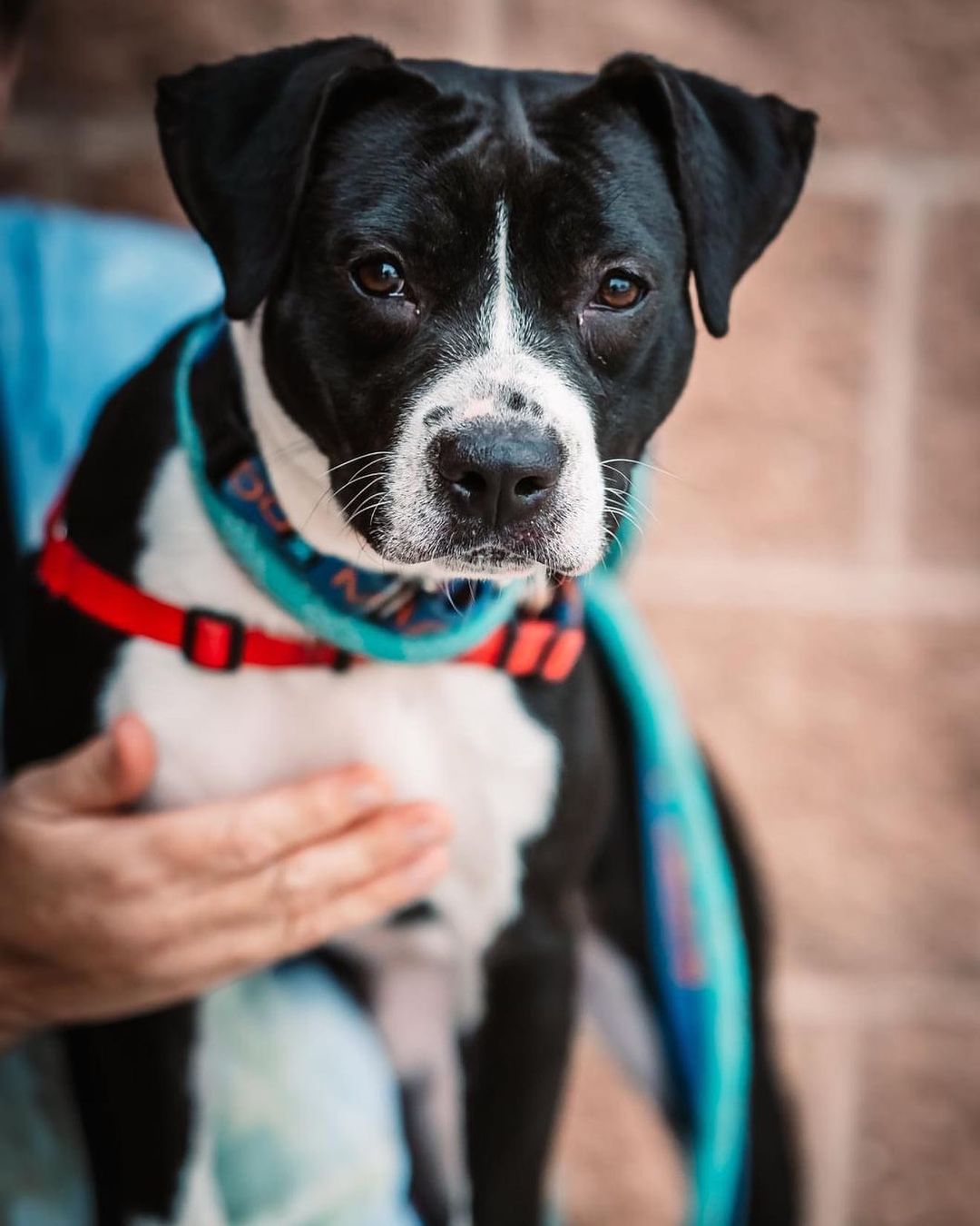 We just can't understand why sweet Georgia pup is still here. Georgia is a 6 month old fun-loving active girl who is looking for a family that can keep up with her busy schedule of running zoomies and chasing tennis balls. She gets very excited to see her human friends, but after lots of activity, all she wants is to curl up at your feet and get her belly rubbed! 

If you would like to meet adorable Georgia, please call PAWS at (719) 543-6464 or email contactus@pawspueblo.org to schedule a meet and greet. <a target='_blank' href='https://www.instagram.com/explore/tags/pawsforlifepueblo/'>#pawsforlifepueblo</a> <a target='_blank' href='https://www.instagram.com/explore/tags/shelterdogsofinstagram/'>#shelterdogsofinstagram</a> <a target='_blank' href='https://www.instagram.com/explore/tags/shelterdog/'>#shelterdog</a> <a target='_blank' href='https://www.instagram.com/explore/tags/adoptdontshop/'>#adoptdontshop</a> 

Home check and approved fence required.