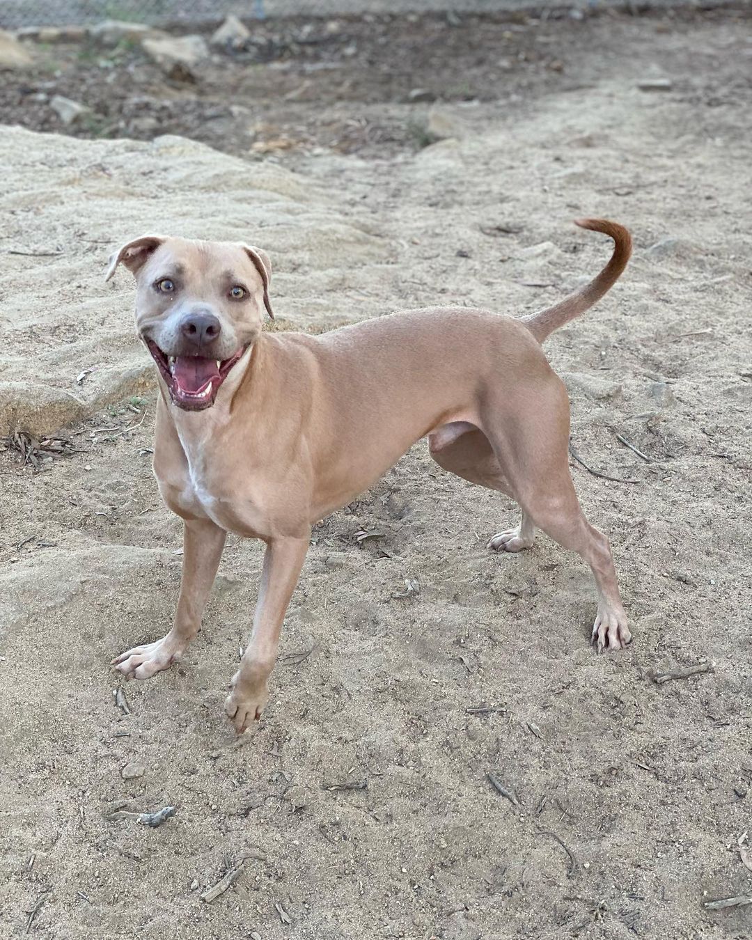 Check out sweet boy KAIPO!  Last minute save from Moreno Valley, this pup has been an amazing surprise to us!  He has come out of his shell to show us his true colors. Kaipo is a well mannered pup, who loves to play fetch, take walks, and loves playing with his handler and loves lots of tummy rubs!  At 1.5 years old, He is a high energy dog so will do best with people who love to stay active. He’s truly a sweetie pie, and so so smart! As much as he loves his walks, he also loves sitting on the couch beside you at night to watch TV. He’s only about 38 lbs so would do great in an Apt/Condo or House alike. Contact us at 760-428-2044 with your email address or email us at freedomrescue1@gmail.com for an Adoption Application as this is required prior to a Meet and Greet. Fully vaccinated, neutered, wormed, and microchipped, just waiting patiently for his new forever home. <a target='_blank' href='https://www.instagram.com/explore/tags/kaipo/'>#kaipo</a> <a target='_blank' href='https://www.instagram.com/explore/tags/adoptdontshop/'>#adoptdontshop</a> <a target='_blank' href='https://www.instagram.com/explore/tags/waitingtobeadopted/'>#waitingtobeadopted</a> <a target='_blank' href='https://www.instagram.com/explore/tags/foreverhomeneeded/'>#foreverhomeneeded</a> <a target='_blank' href='https://www.instagram.com/explore/tags/specialpup/'>#specialpup</a>