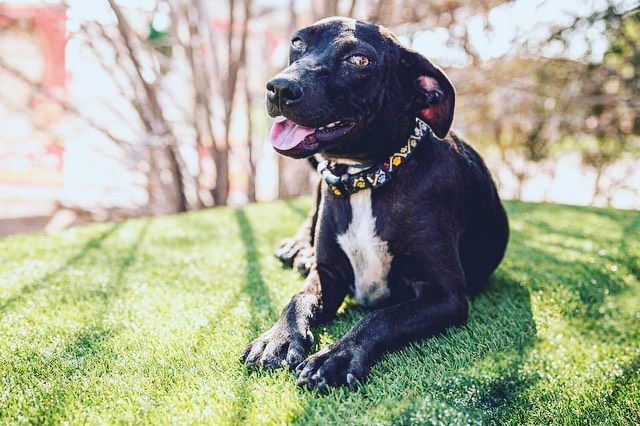 A smile that'll melt your heart, meet our girl Karai! Karai is a sweet and incredibly loving 9 month old pup who weighs 30lbs. She loves nothing more than to climb into your lap and snuggle. She would LOVE having a doggy friend to bond with and help show her the ropes. She loves to snuggle close with her foster sibling after a round of play. She is treat motivated and picks up training quickly. She knows 