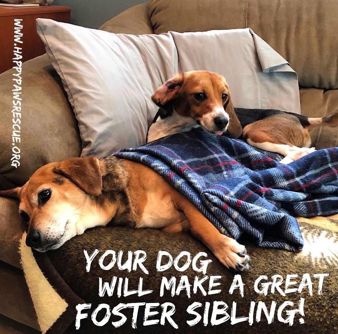 We are still looking for foster homes for the next couple groups of retired research beagles! If you are interested fill out an application today! You can help make a difference in these dog’s lives!