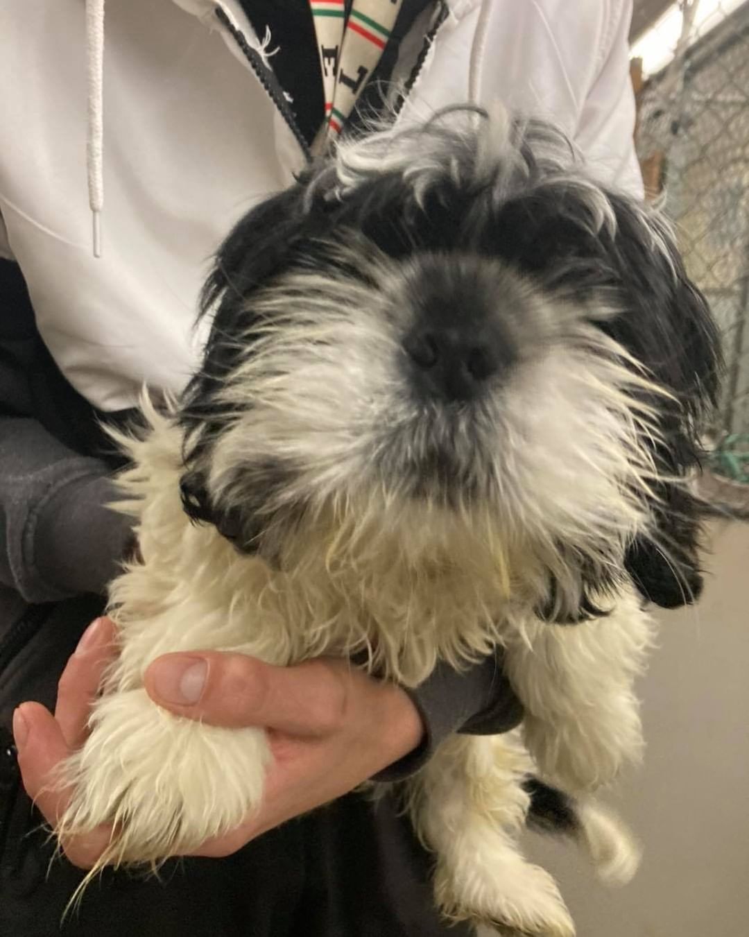 Male dog found on Central St. If this is your dog please provide proof of ownership and call us at 603-628-3544.