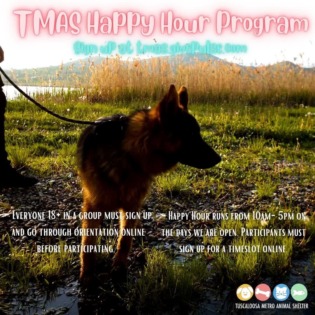 Have you tried our Happy Hour Program? 🐾 It is such a fun, popular and successful program that we our proud to have here at TMAS ! Participating in Happy Hour lets the dogs get exposure to audiences outside of the shelter environment. ( & it is just so fun too ! 🤪) By taking a dog out for a nice pup cup, a stroll down river walk, or even a walk around T-town helps reduce the stress the dog may have from being in the shelter environment. We have even had several participants say that it reduces their stress as well! 💛

To sign up for happy hour, go to tmas.givepulse.com. Make sure to create an account with a valid I.D, complete orientation, and sign up for a time slot to participant in the fun ! Coming with friends? No problem ! Just make sure everyone 18+ has signed up and gone through orientation as well! 🐾

Happy Hour times are from 10am-5pm Monday-Tuesday & Thursday-Saturday. Please keep in mind that we close from 12pm-2pm daily until further notice. 🐶

We can't wait to have you come by!