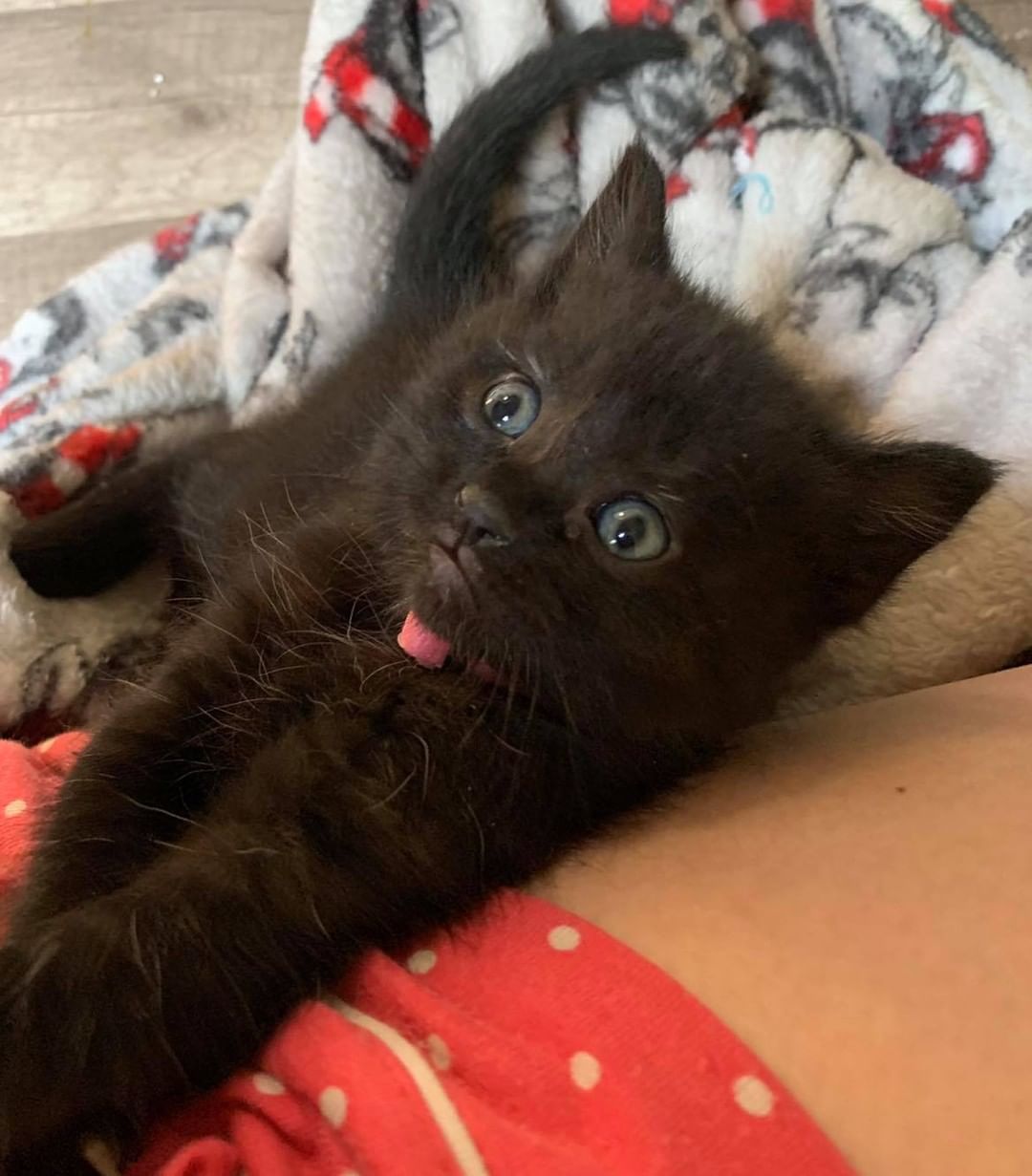 Our twelfth black kitty for November is Peanut Butter! This precious little girl is so much fun! She will play so hard and then when it’s time for a nap she cuddles hard. She loves to be petted and rub on her human 💕 Peanut Butter is 3 months old, FIV/FELV negative and up to date on vaccines. To put in an application click on the link below.

https://www.sbanimalrescue.org/adopt