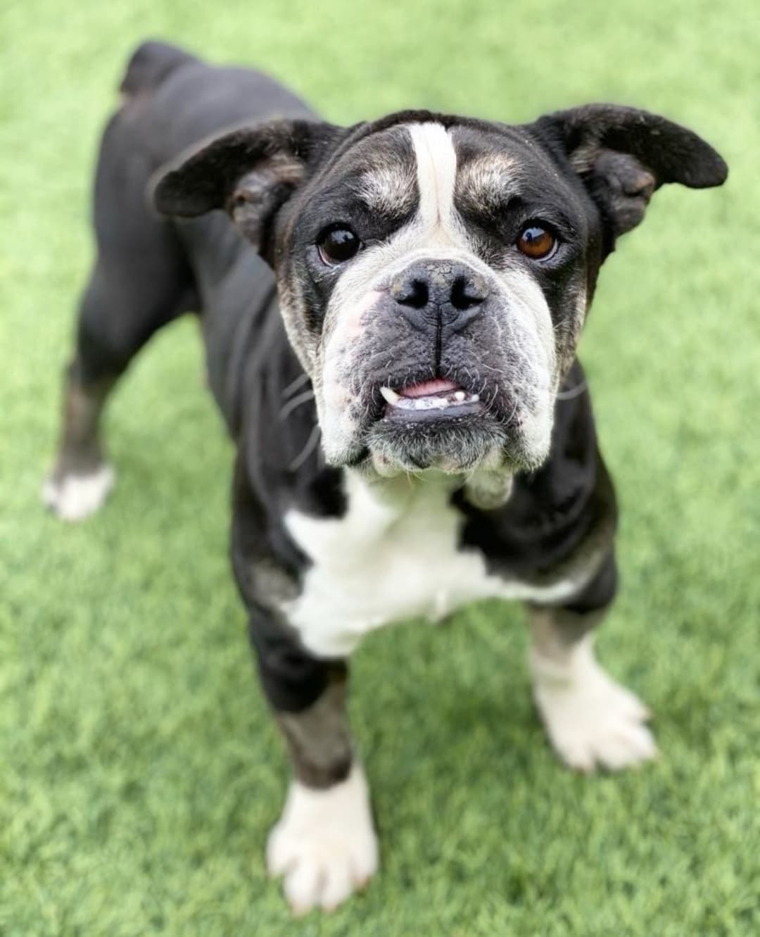 Due to no fault of her own, this sweet girl is back with us and looking for a forever home.

Meet Panda! This precious girl is a five year old olde english bulldog who was sadly overbred and dumped by an irresponsible breeder. After a rough life of living outdoors and only being used as a source of income for someone, she finally got to enjoy being in a home as a loved family member. Panda is FANTASTIC with children and spent many days going to schools to hang out with kids there.

She has so much love to give - she wiggles her whole body with every person she meets and does well with other dogs. She does great in the house and is an absolute gem. She's just under 40 pounds. If you think that you may be her new person, please fill out an application at gobeyondrescue.org